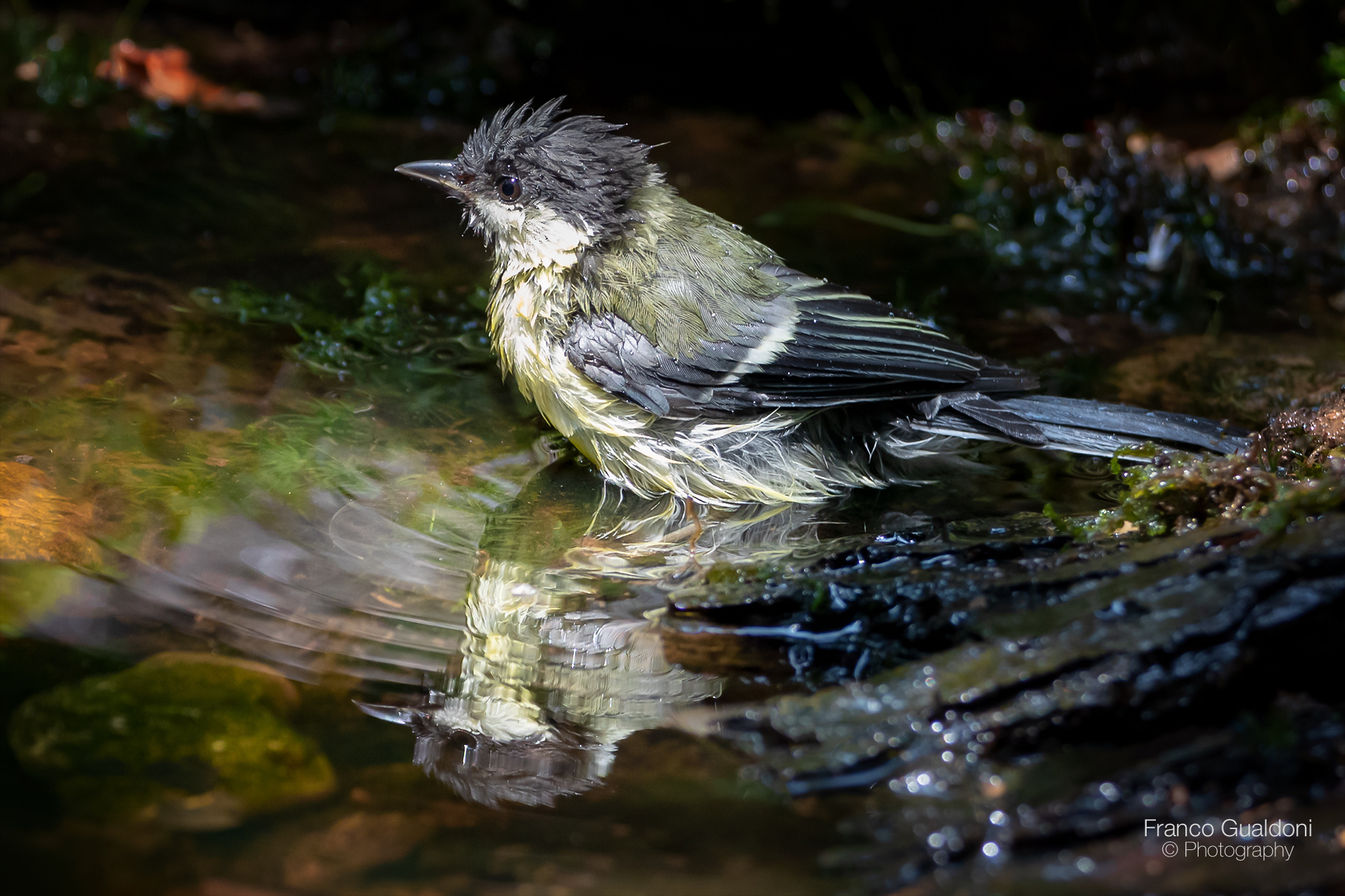 Cinciallegra (Parus major)