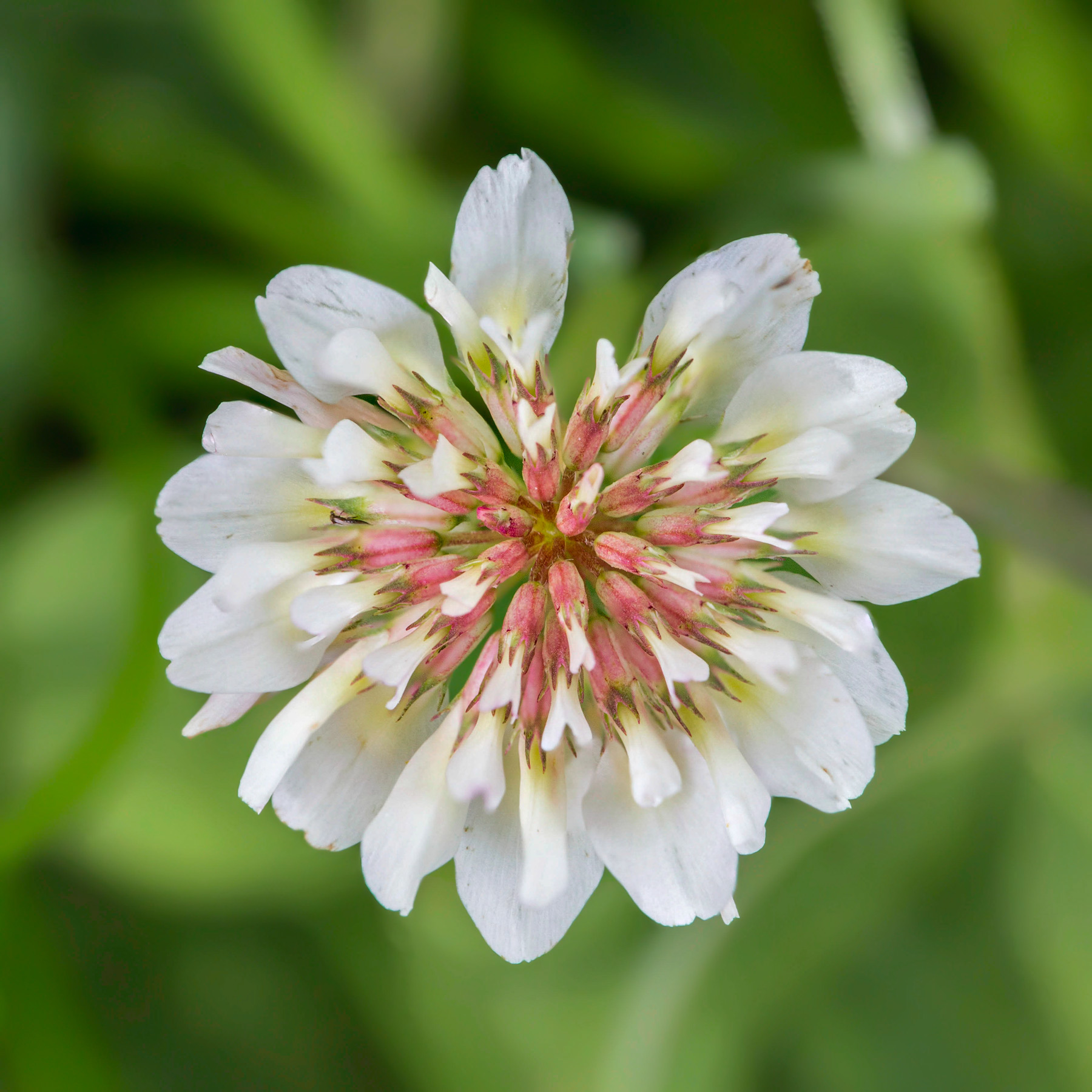 Fiore di Trifoglio bianco