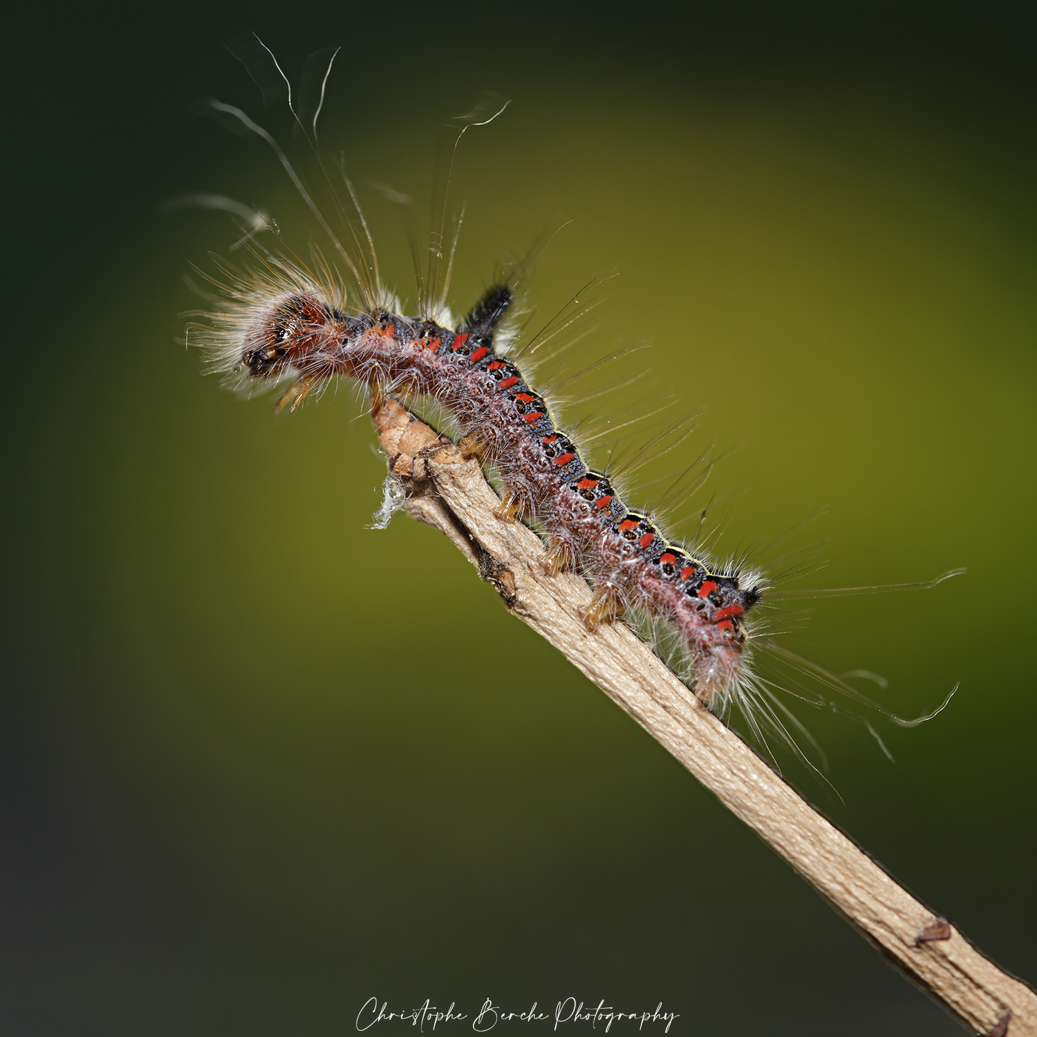 Caterpillar
