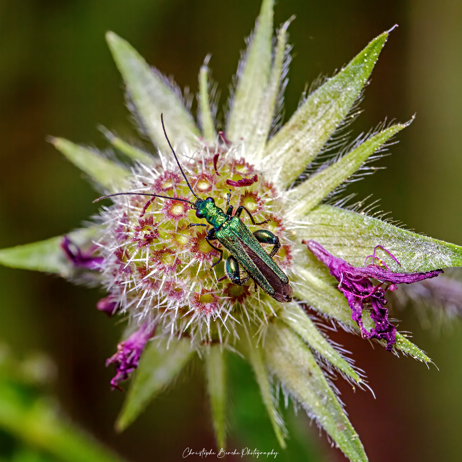 Oedemera nobilis