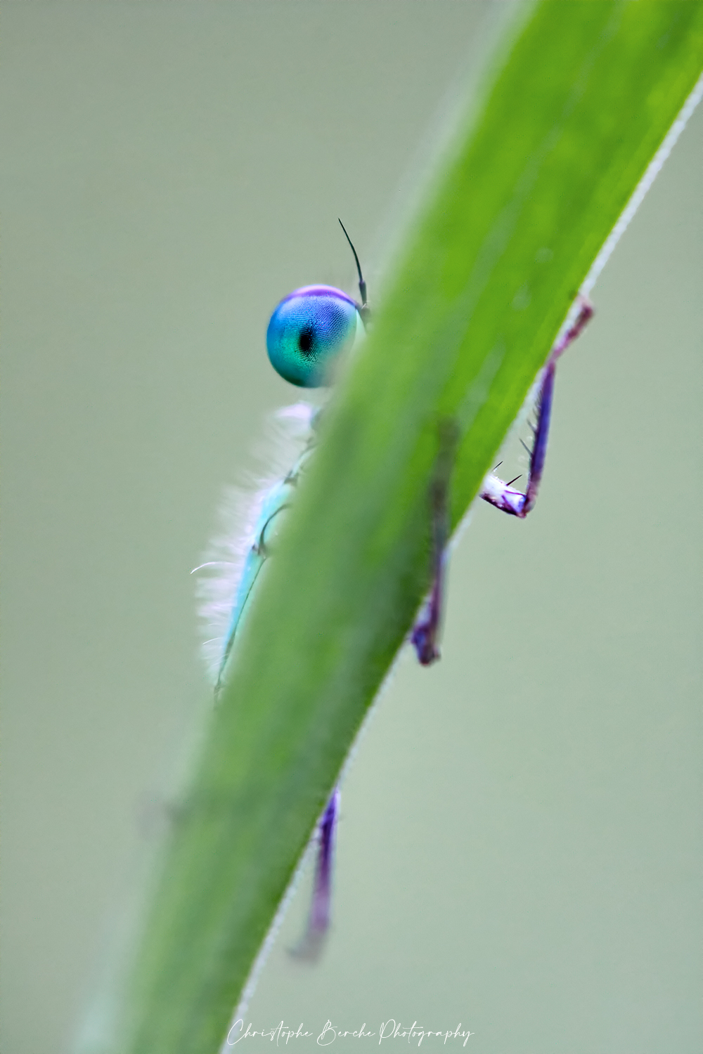 damselfly
