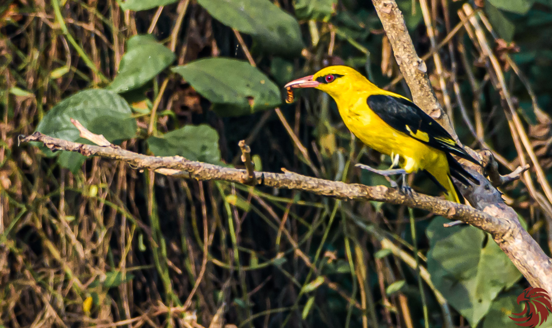 Maschio Oriole dorato