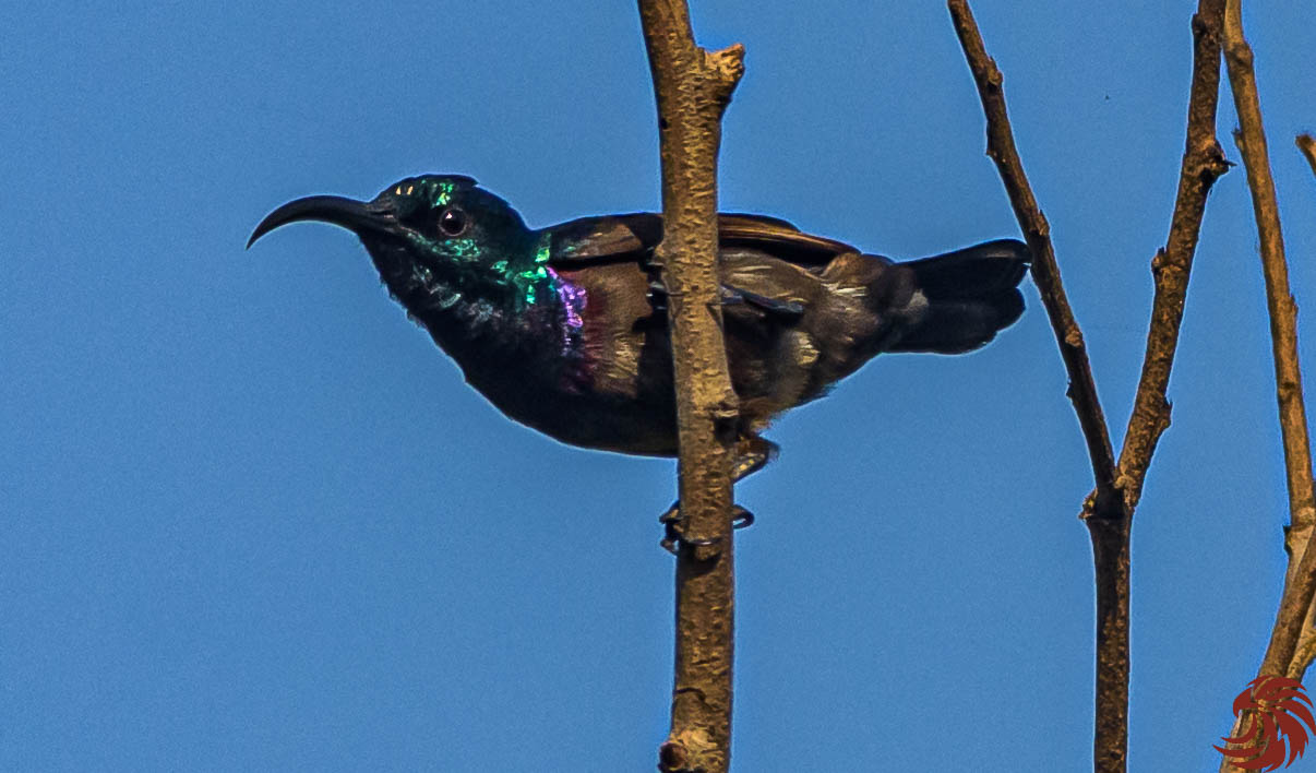 Lotens Sunbird