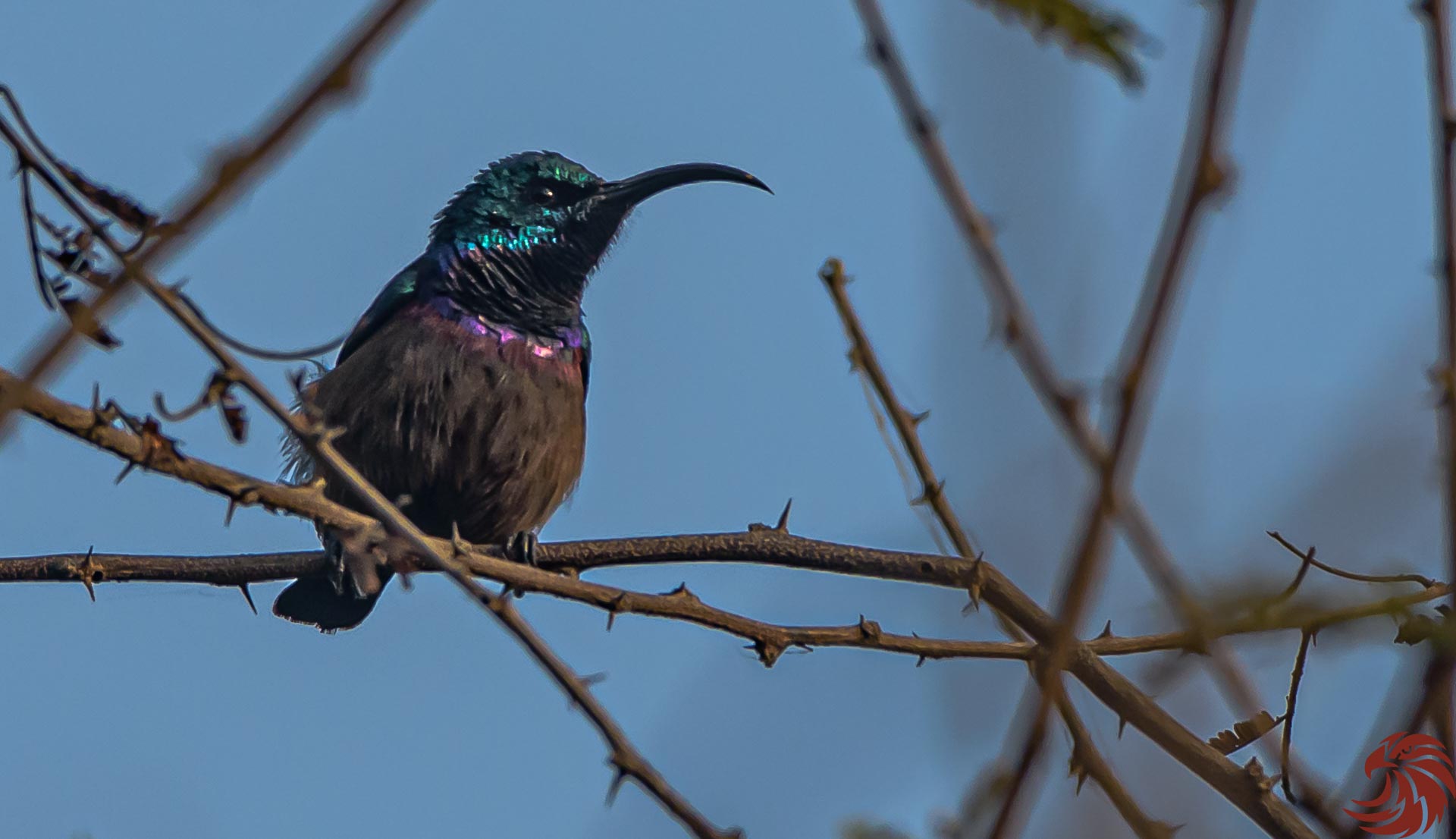 Lotens soleuccello maschio