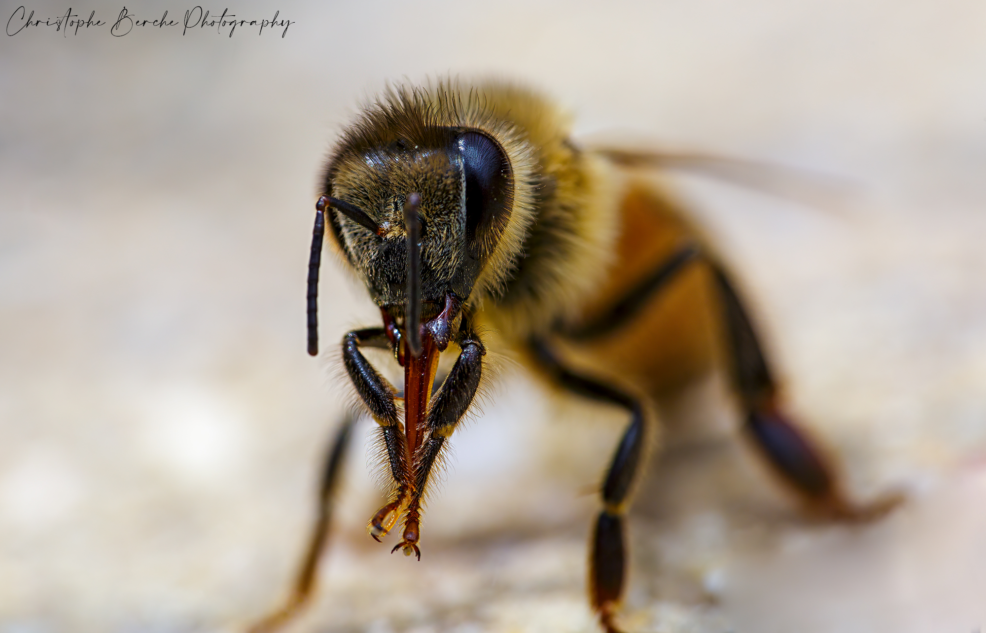 Bee
