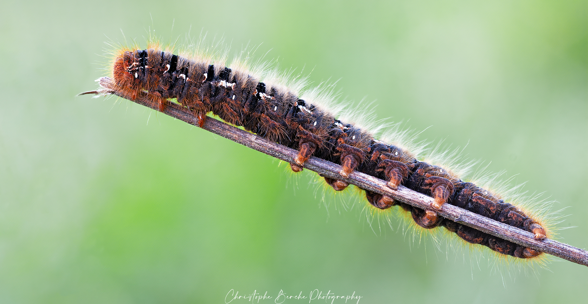 Caterpillar