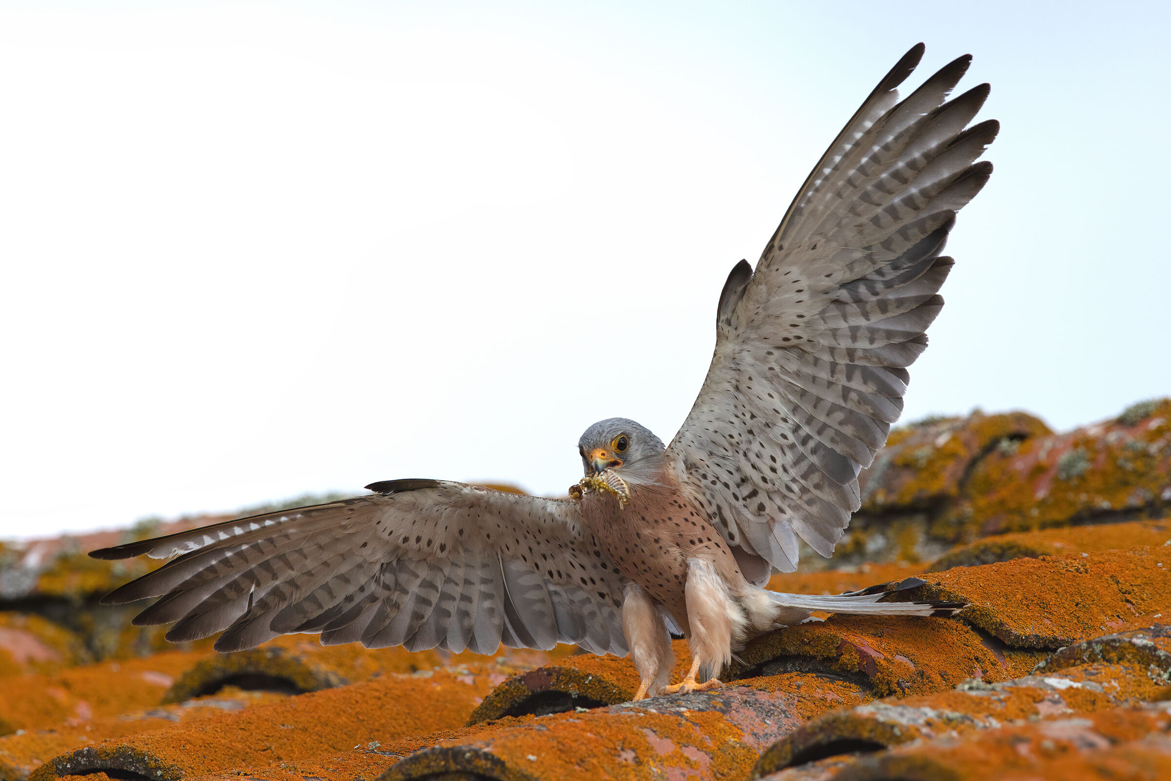 Grillaio maschio in atterraggio