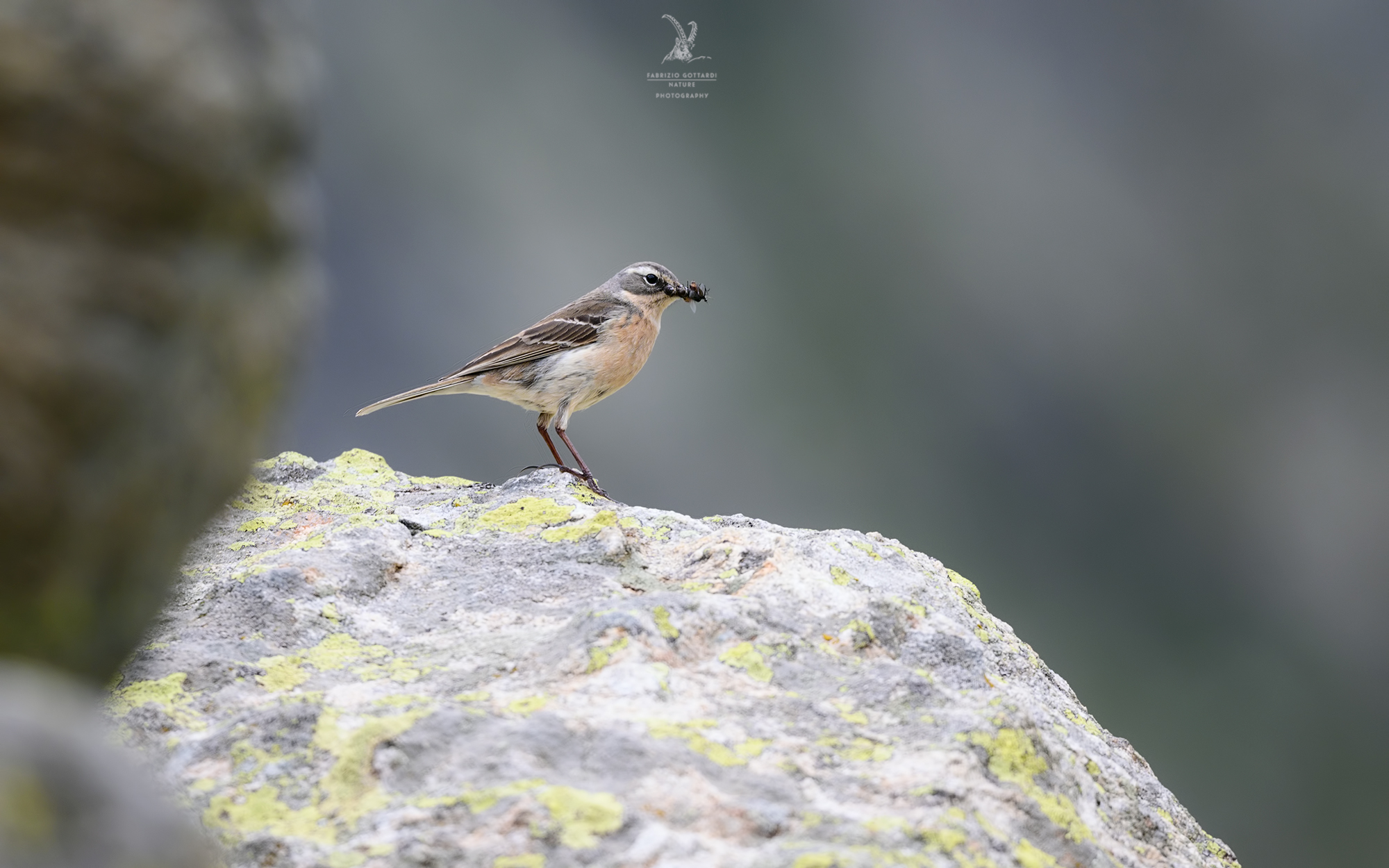 Culbianco con il pasto