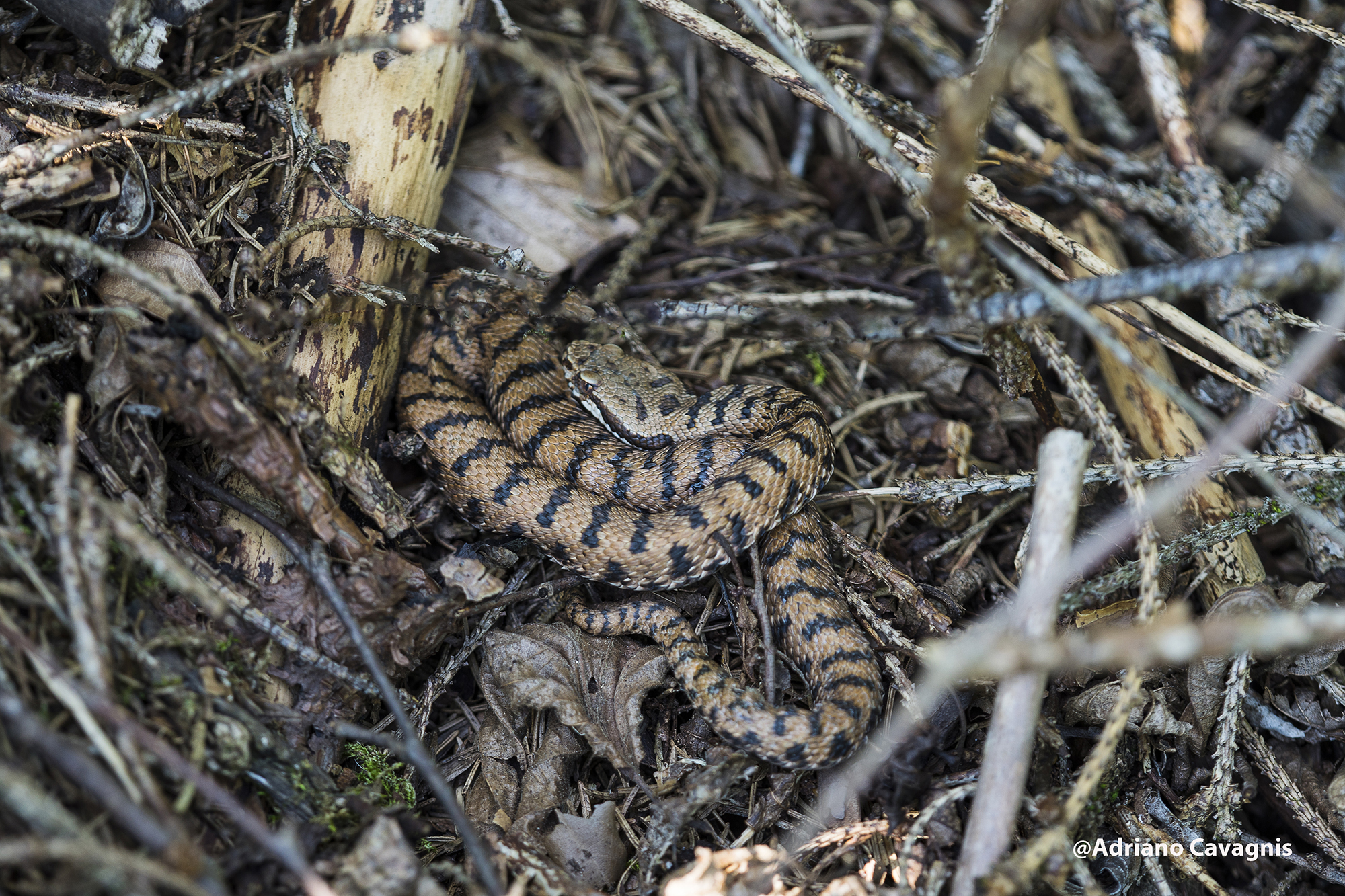 Att. Non offende, ma si difende!!!