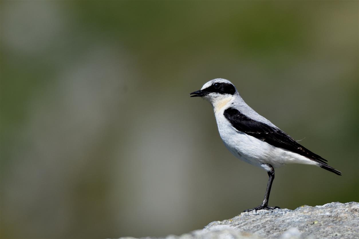 Culbianco m (Oenanthe oenanthe)