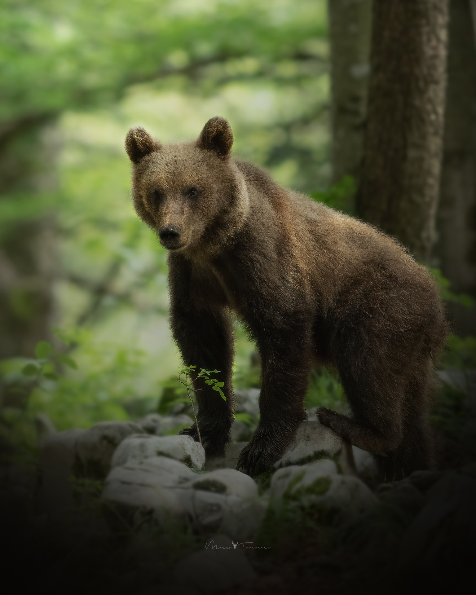 Ci osserva dall'alto