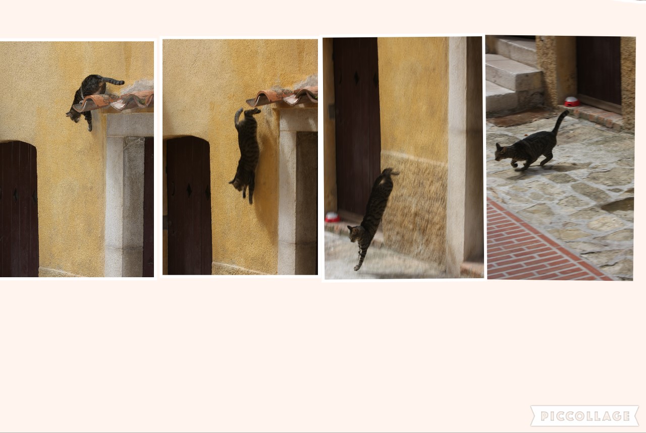 sequenza gatto in movimento