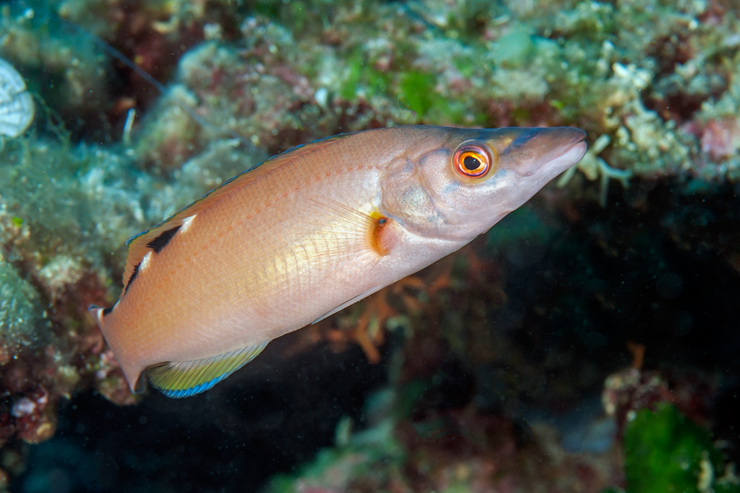 Labrus bimaculatus (femmina)