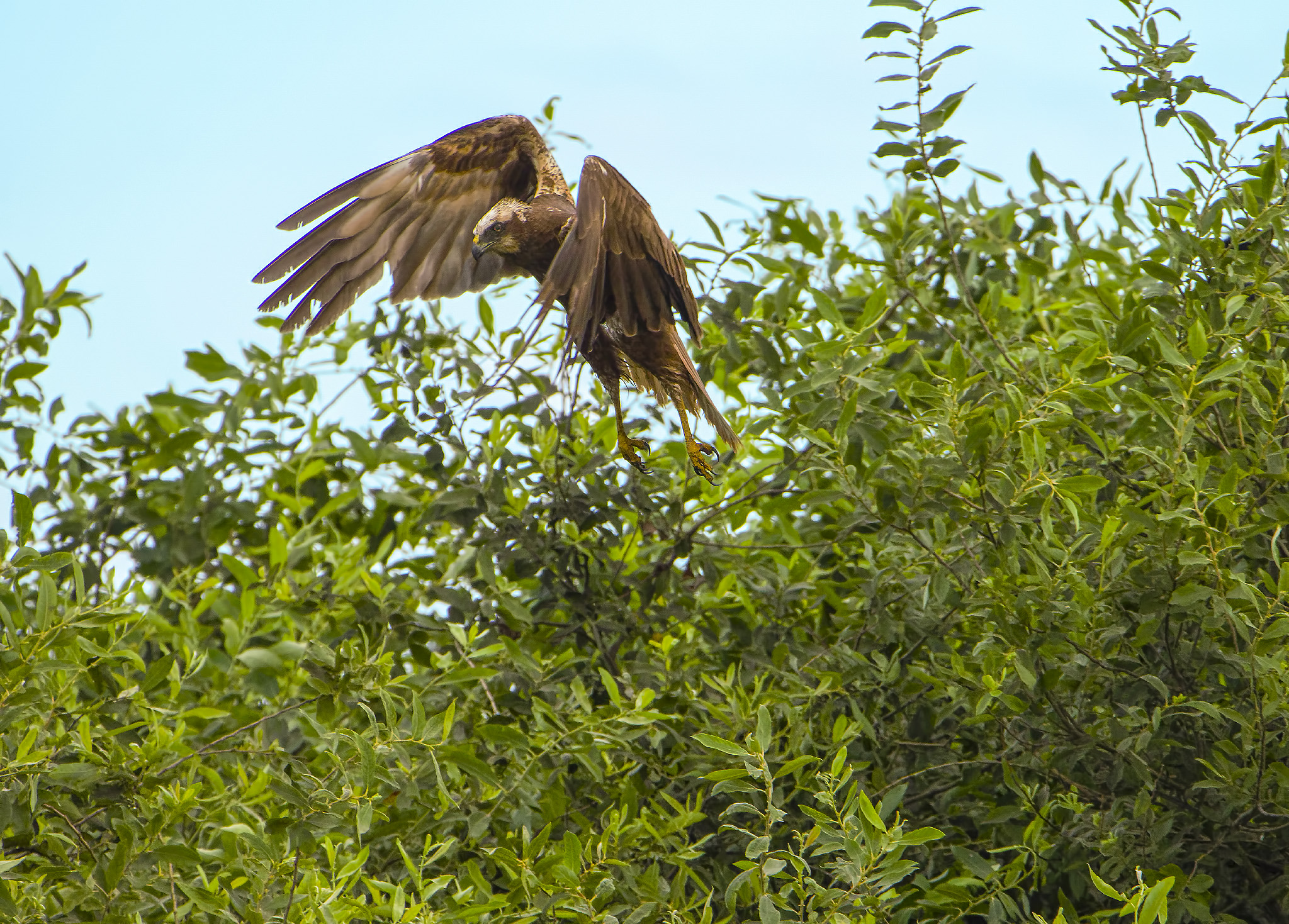 Falco di palude a caccia