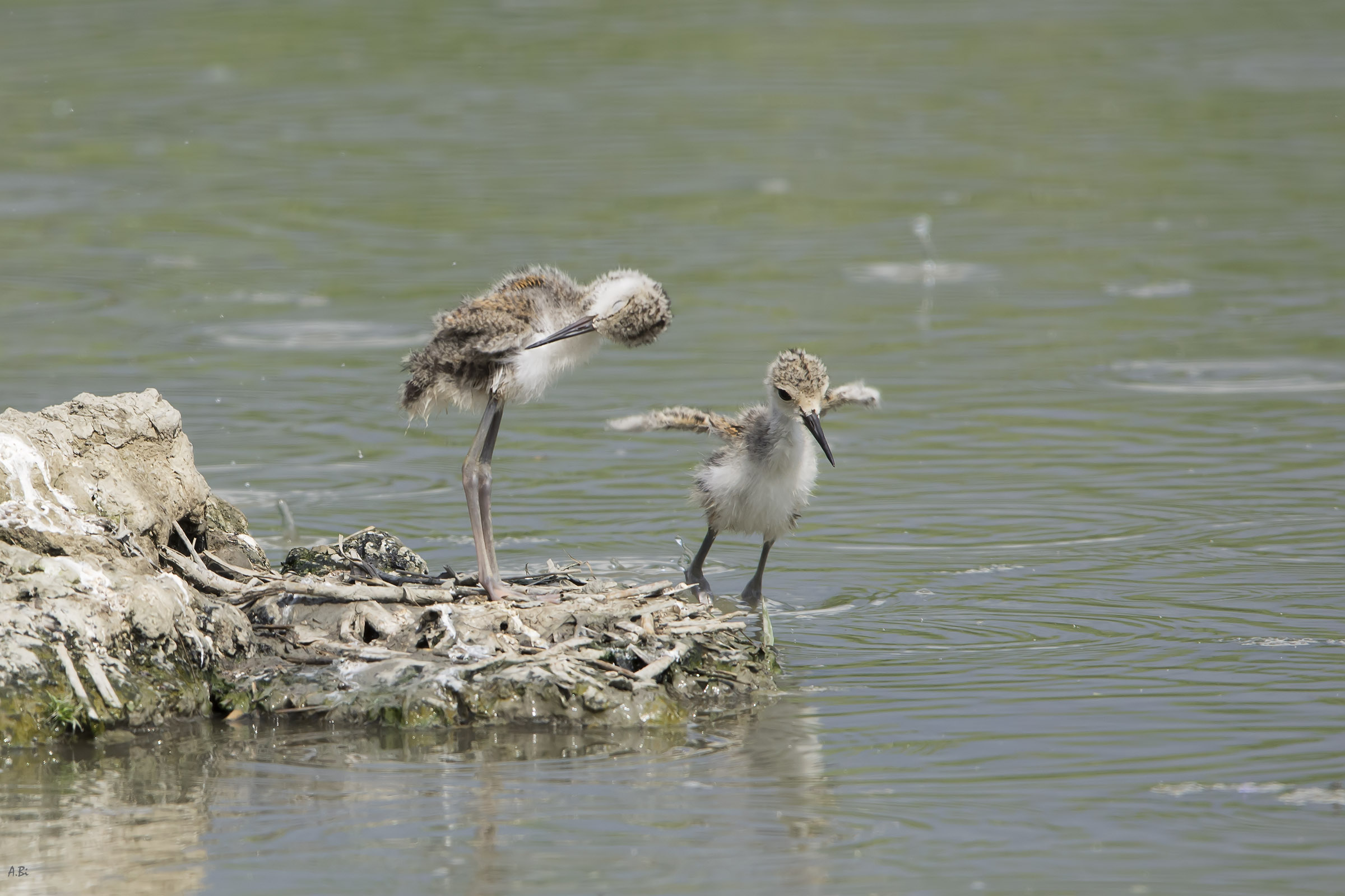 Giovani cavalieri sotto la pioggia