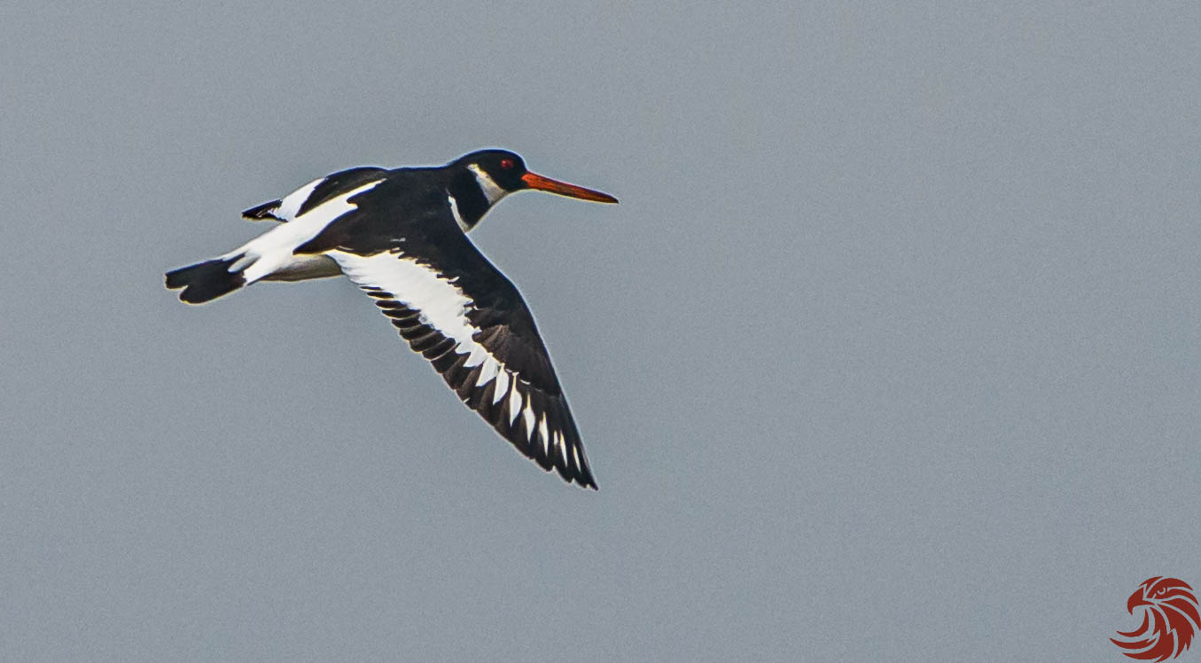 Oystercatcher in volo