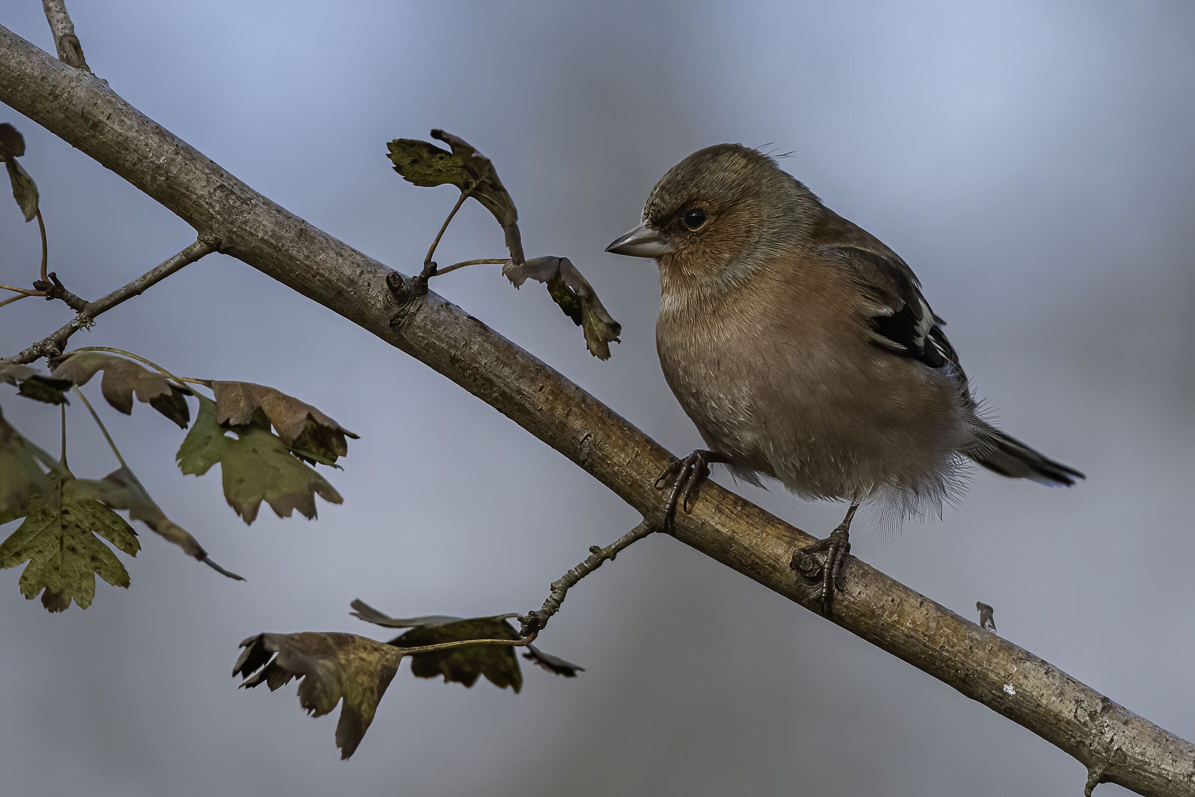 Il fringuello tra i rami