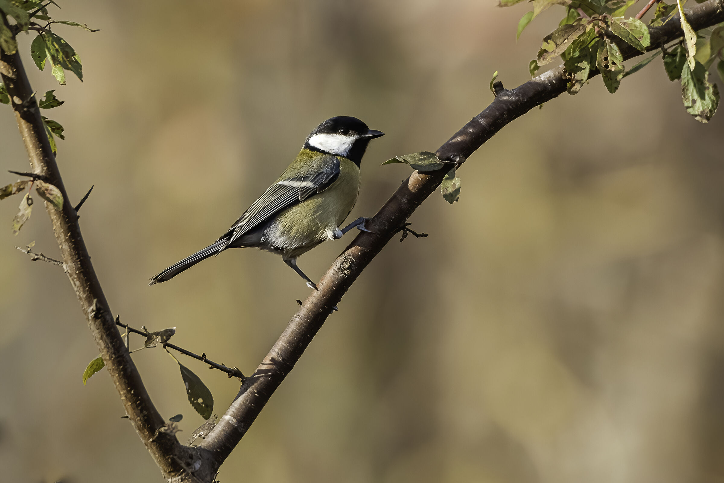 Cinciallegra (Parus major)