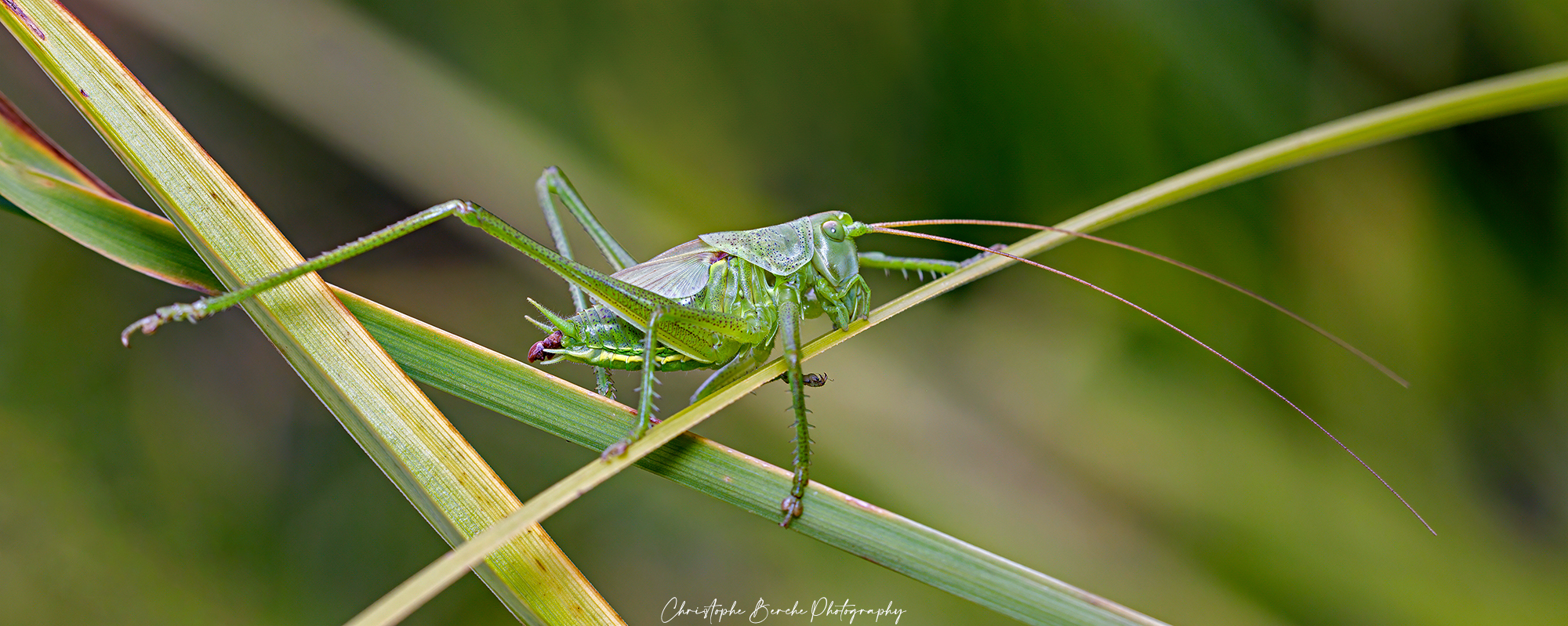 grasshopper
