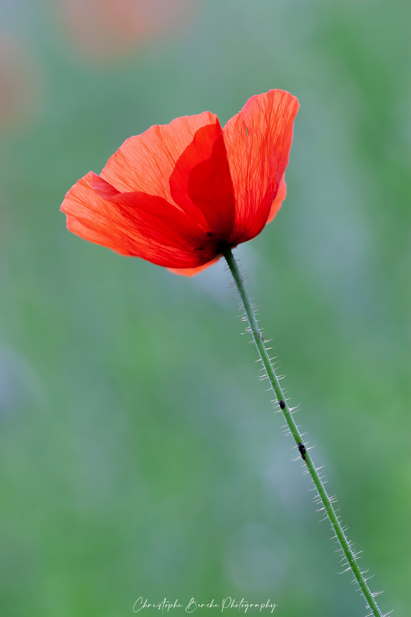 Papaveri