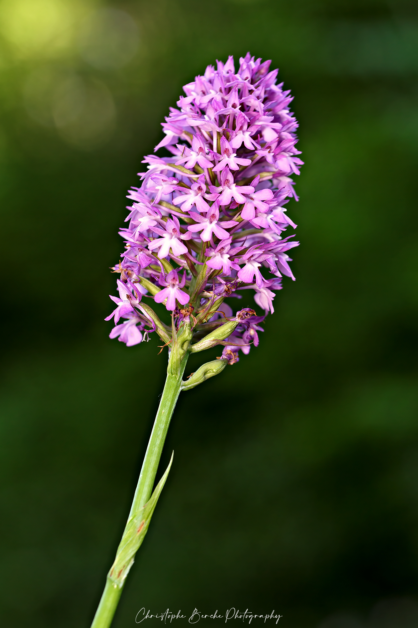Orchidea selvatica