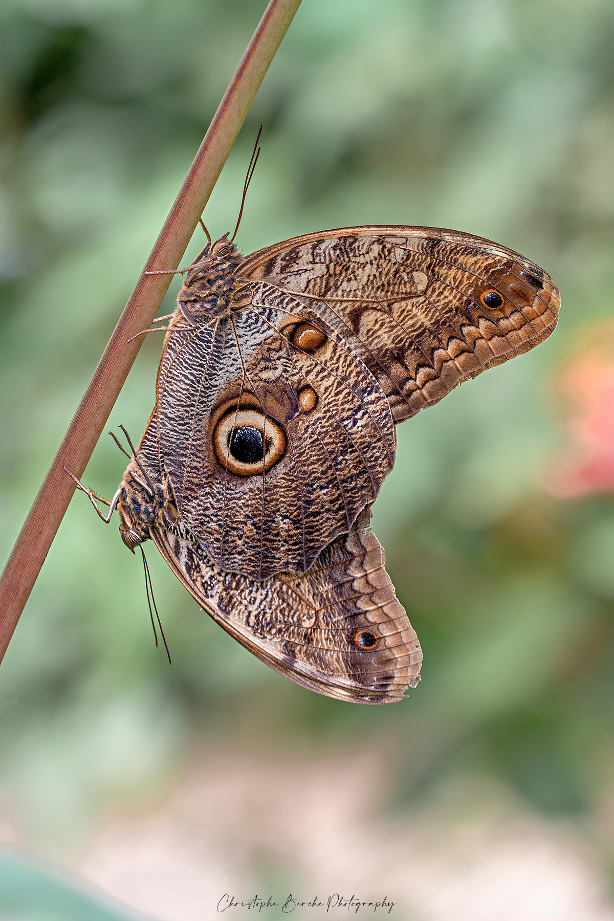 Owl butterfly