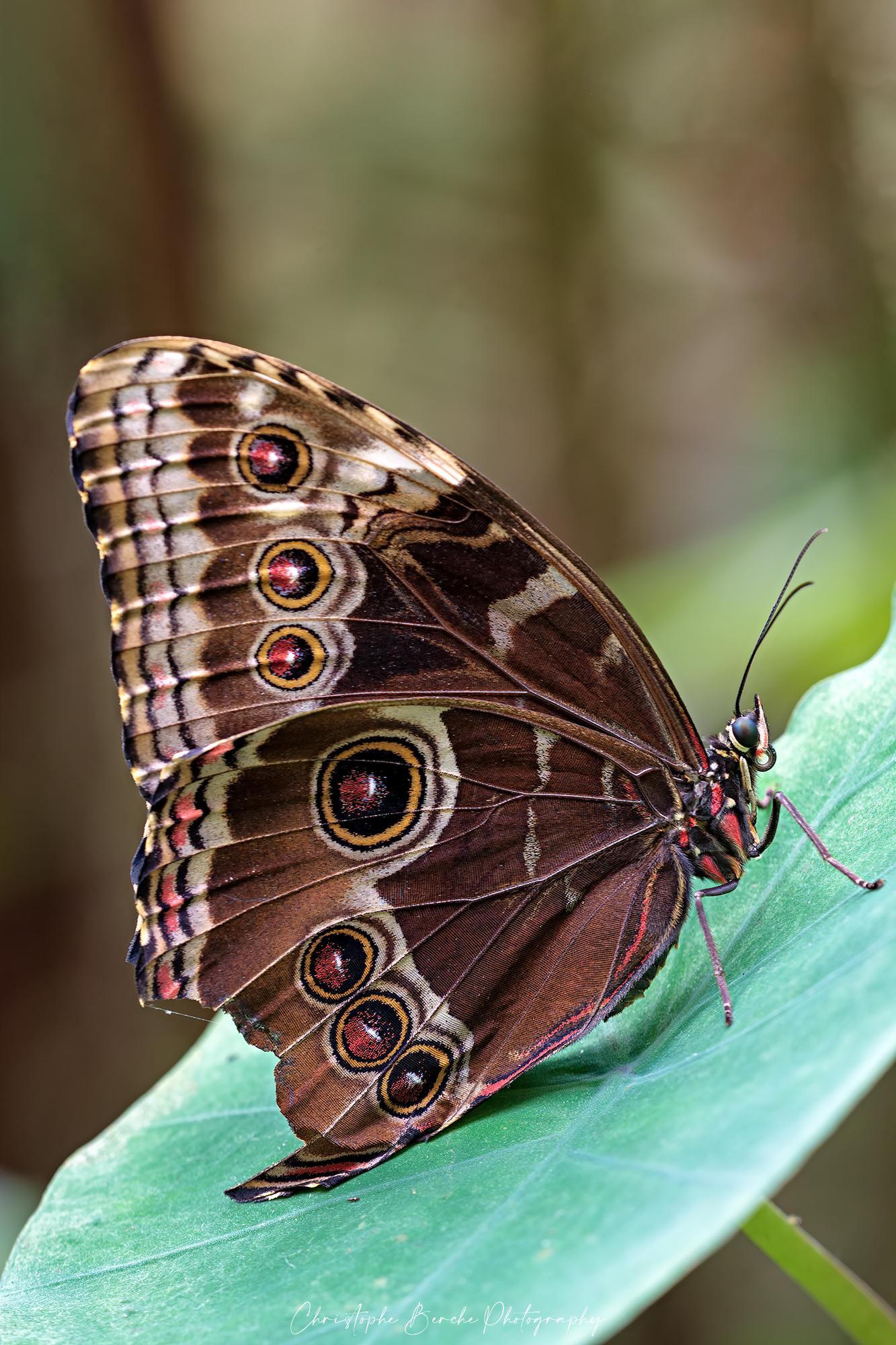 Morpho Peleides