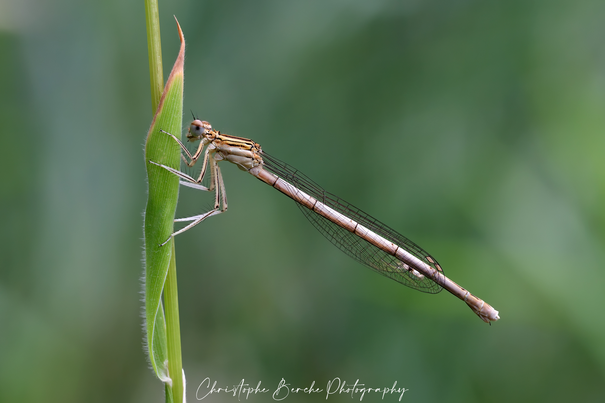 damselfly