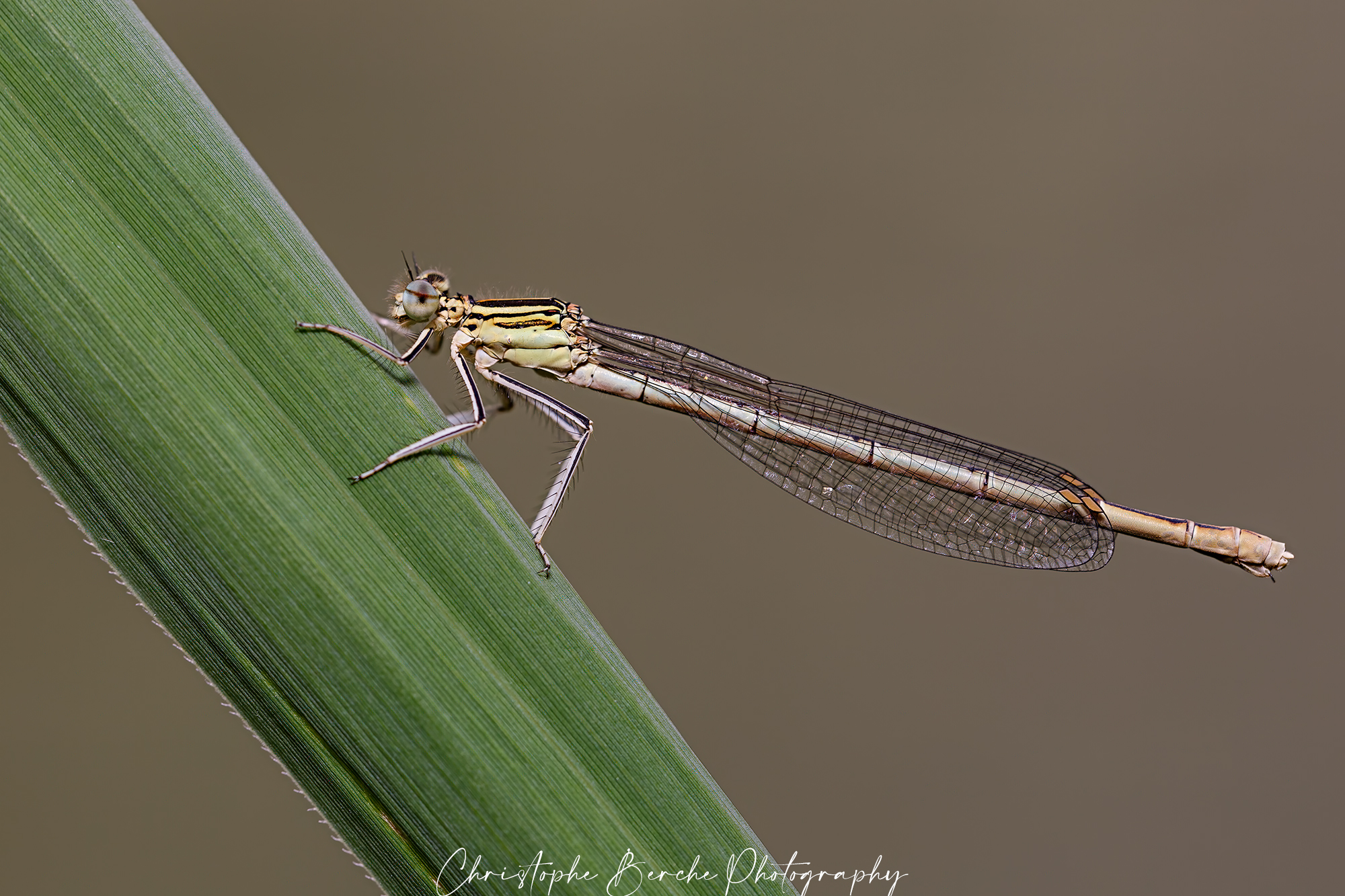 Coenagrion puella