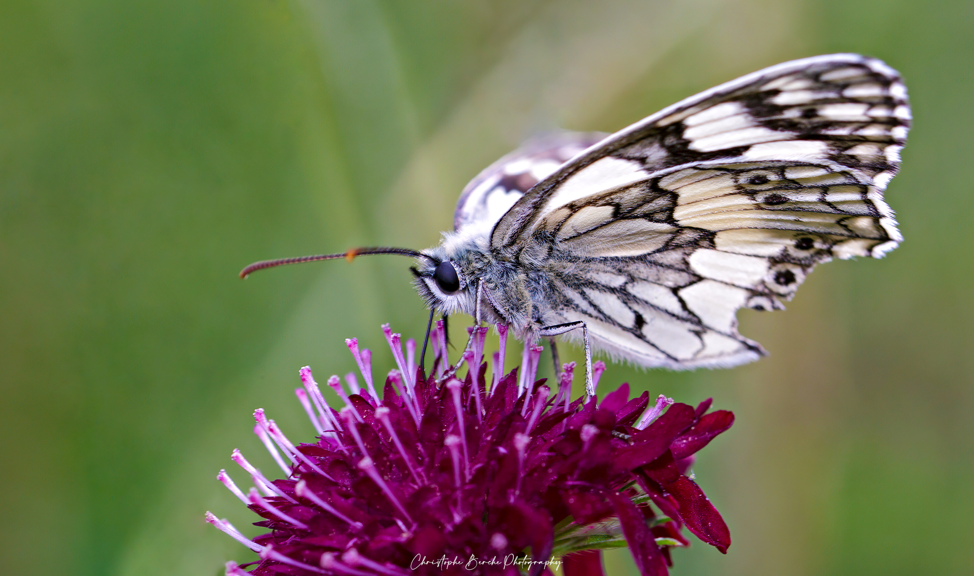 Melanargia galathea