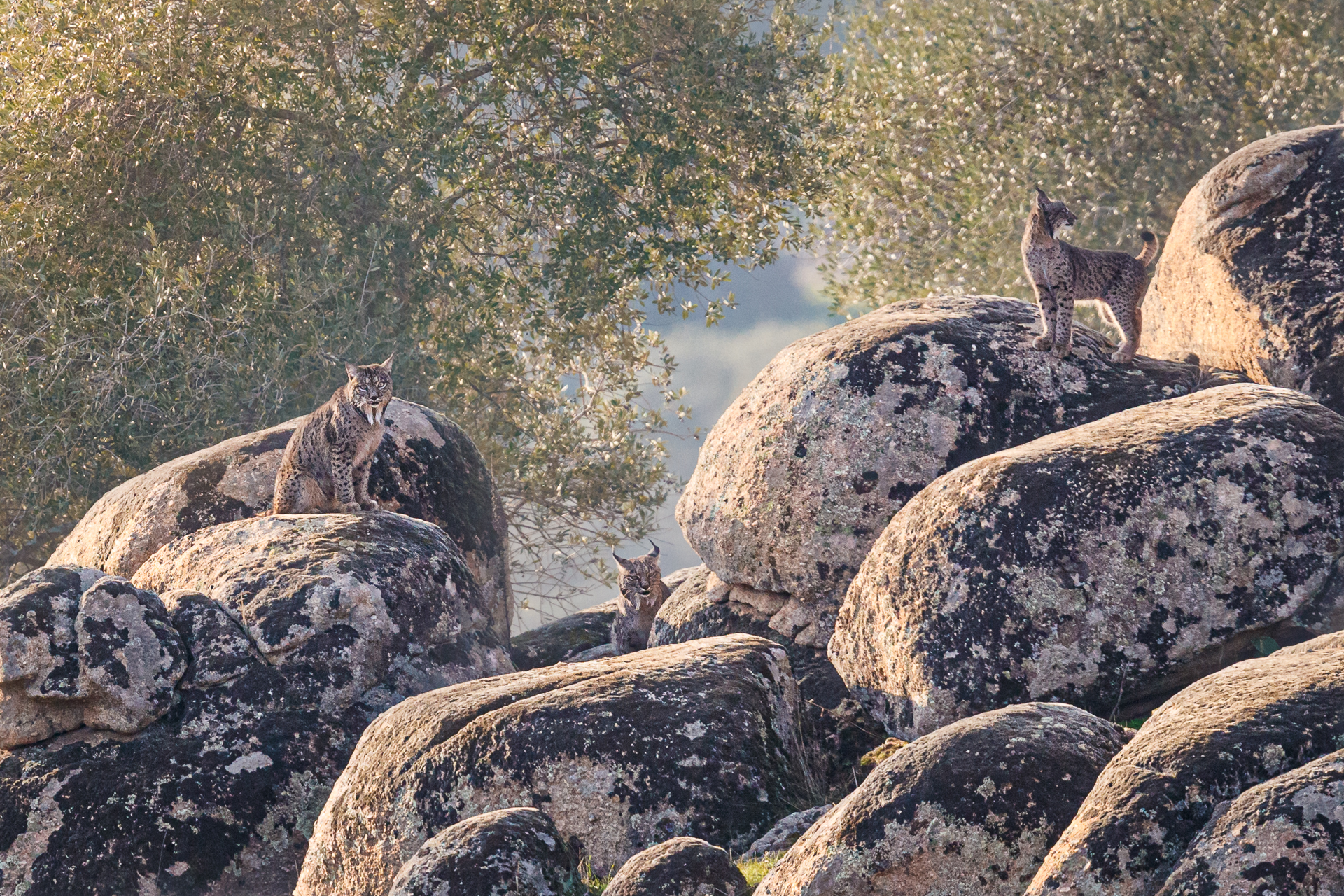 Tris d'assi (lince pardina)
