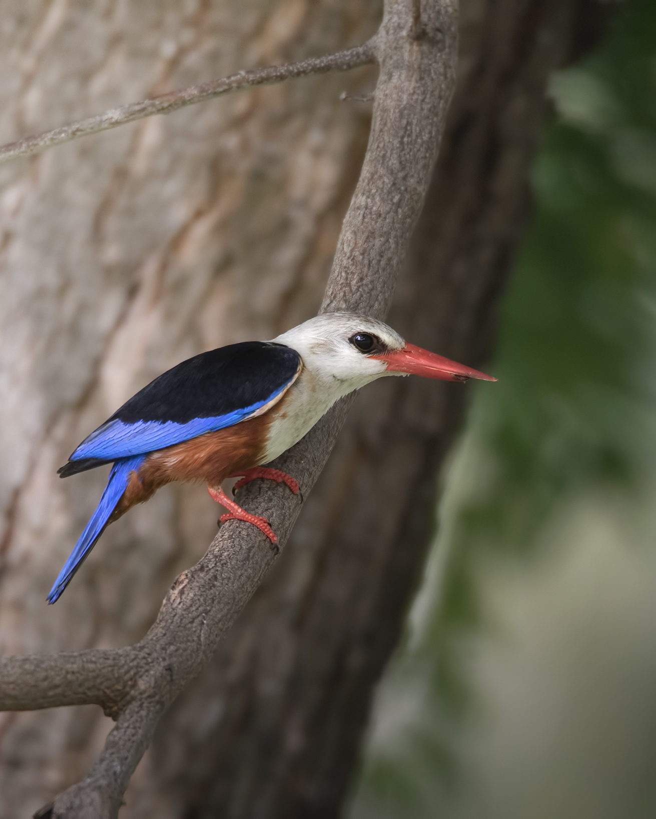 Martin Pescatore Testagrigia