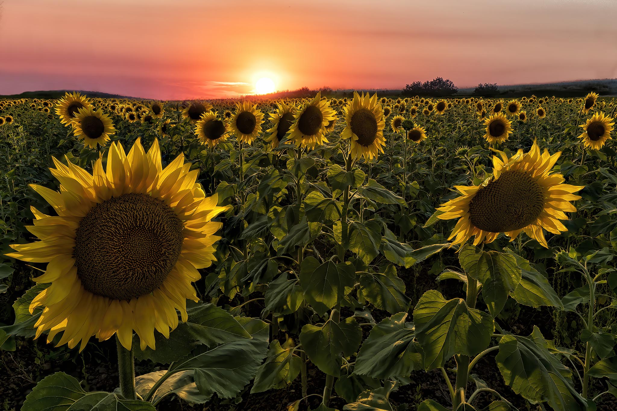 I girasoli della valle del Mignone