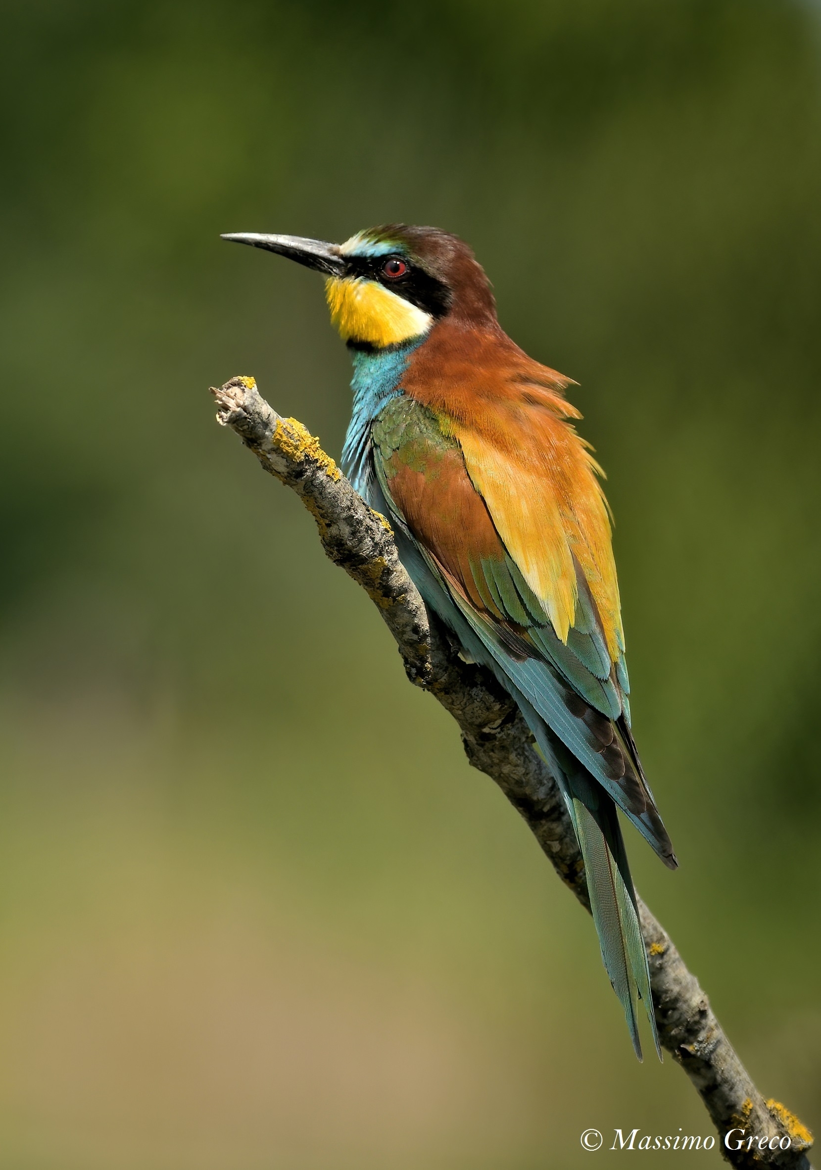 Gruccione (Merops apiaster)