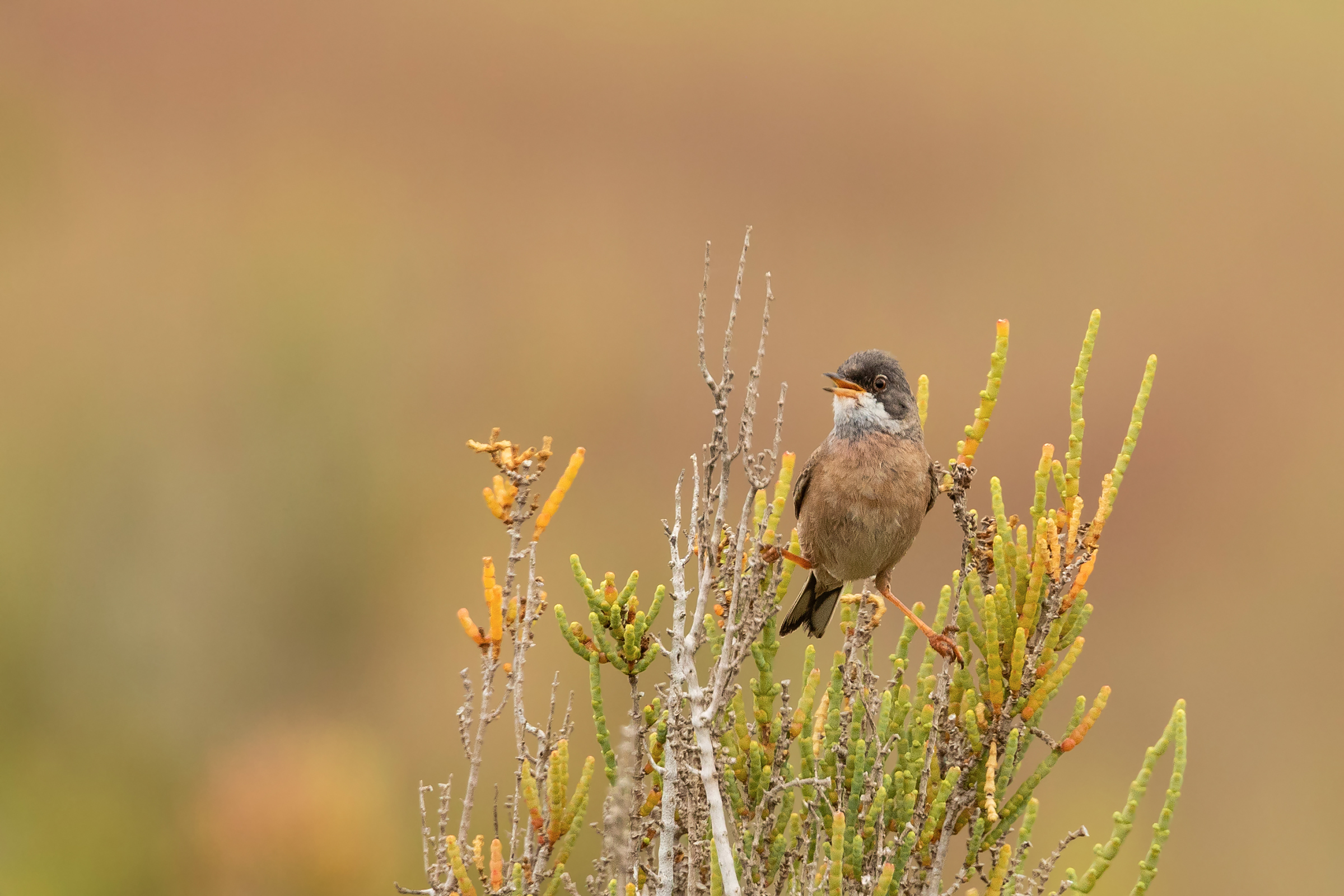 La sterpazzola di Sardegna