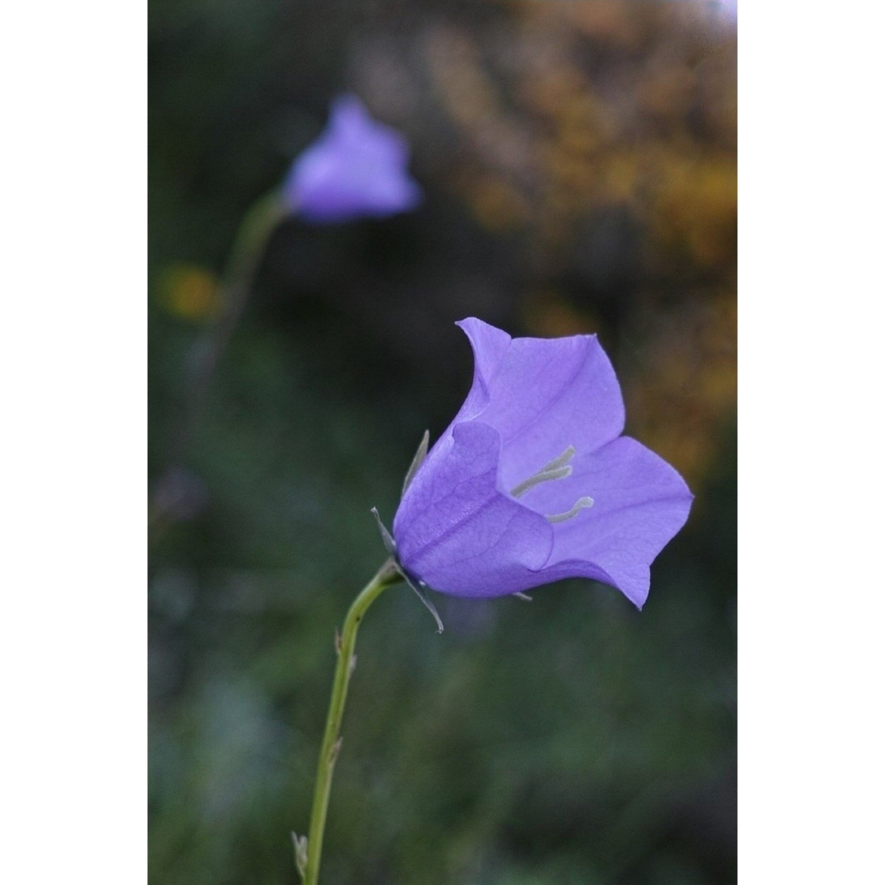 Campanula
