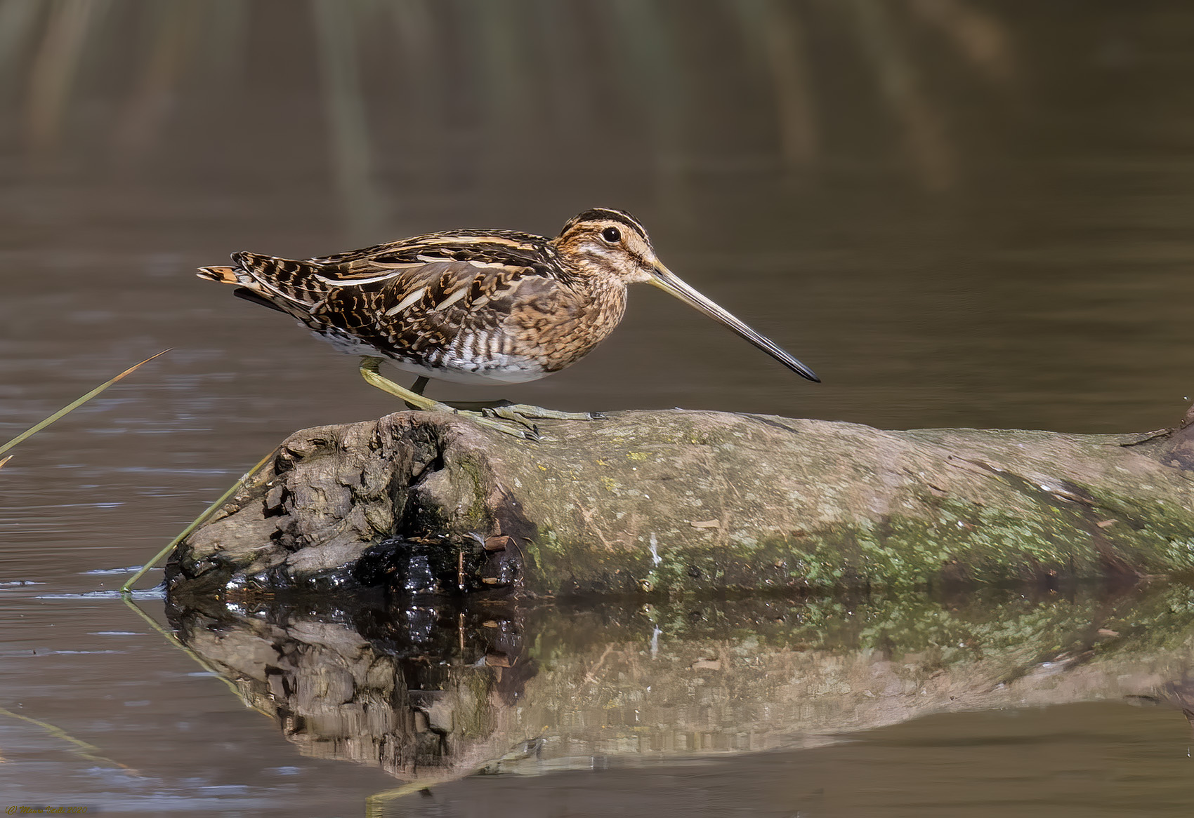 Sniccaccino (Gallinago hennago)