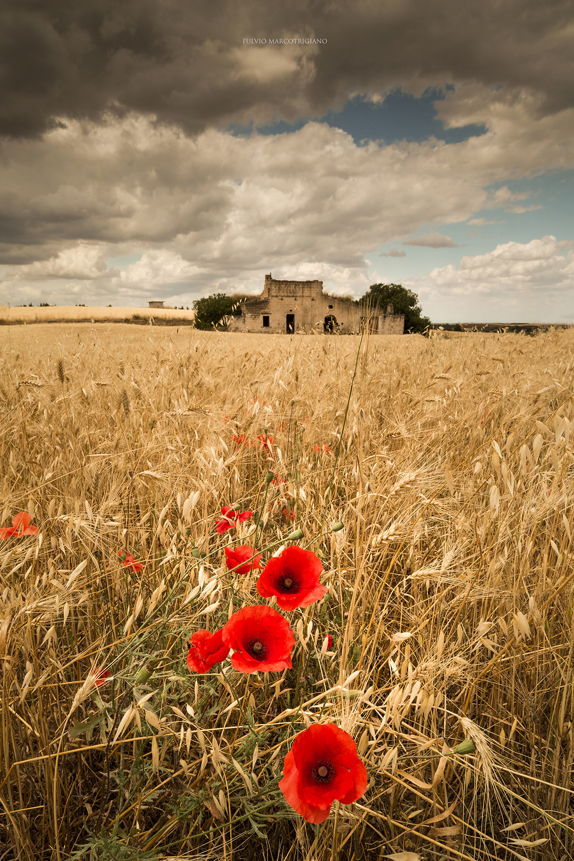 Prima della mietitura
