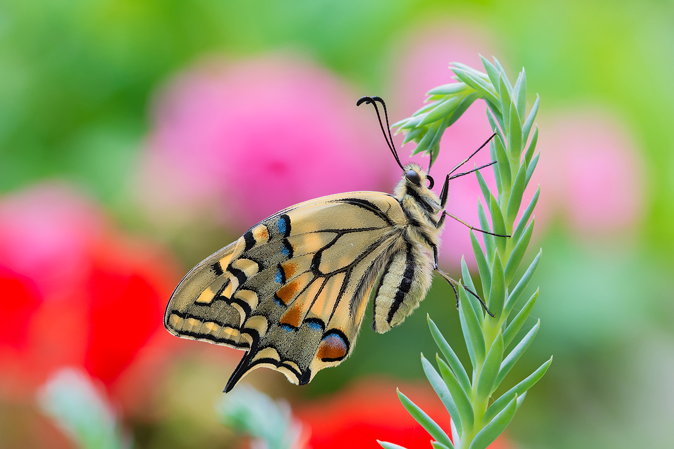 Macro