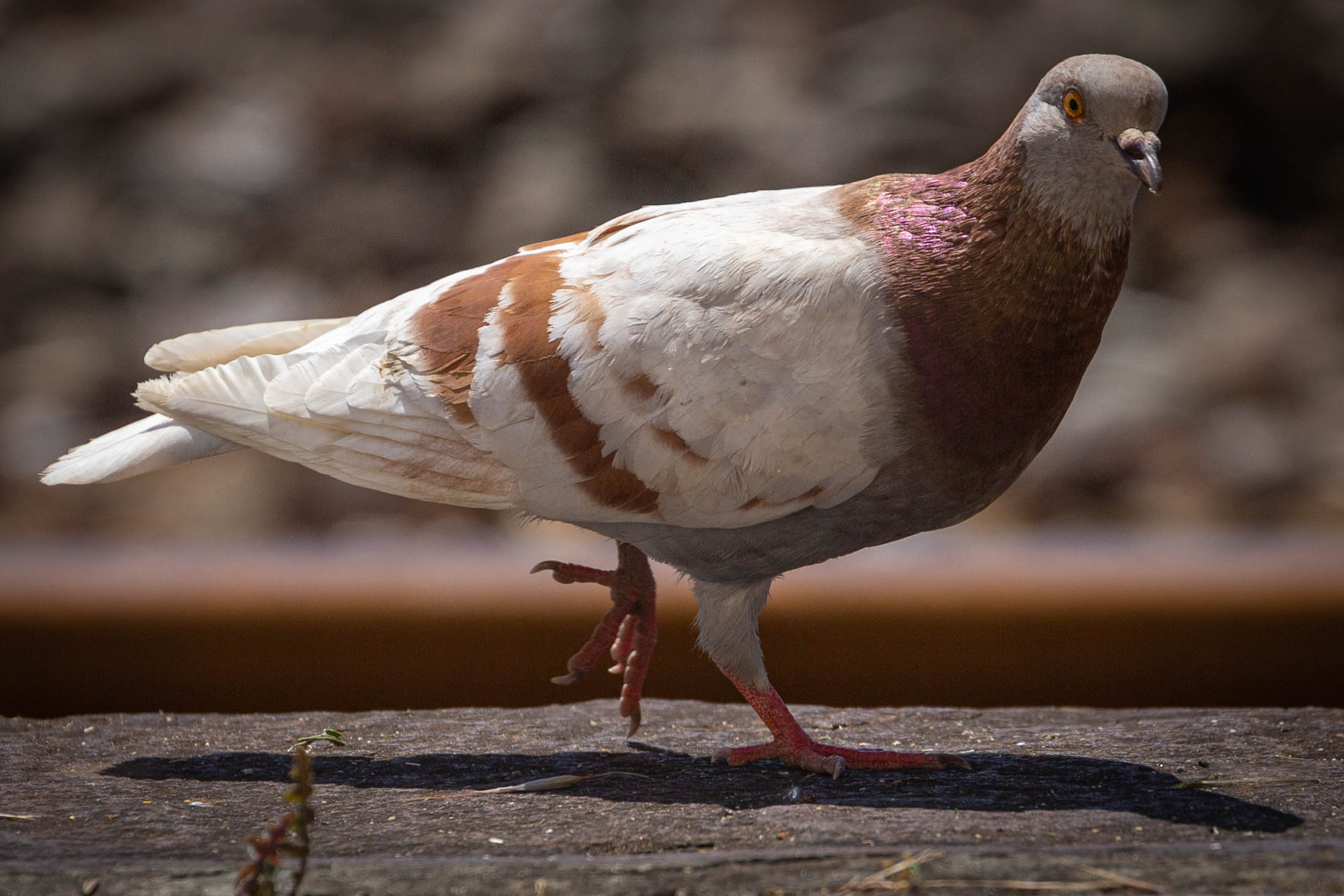 Pigeon in the station: pigeon traveler...?