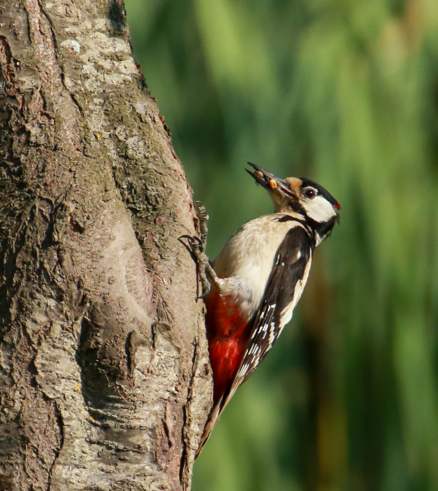 MAJOR RED WOODPECKER