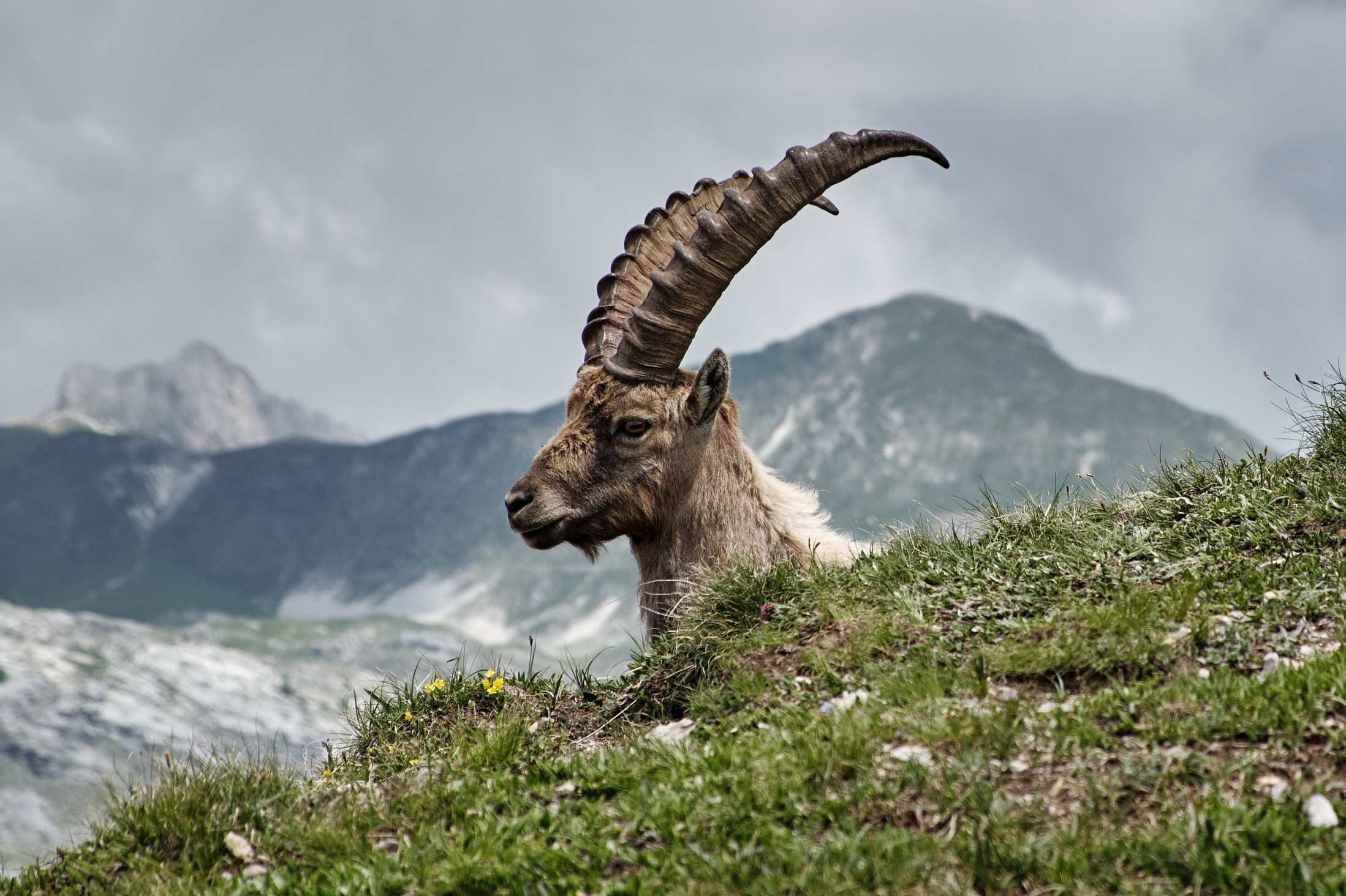 Hunting trophy ... Photo