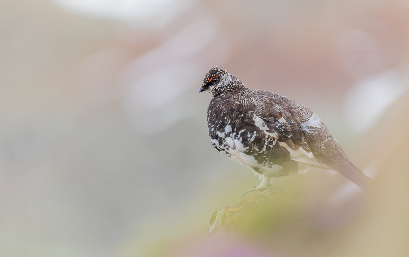 Tra le sfumature estive