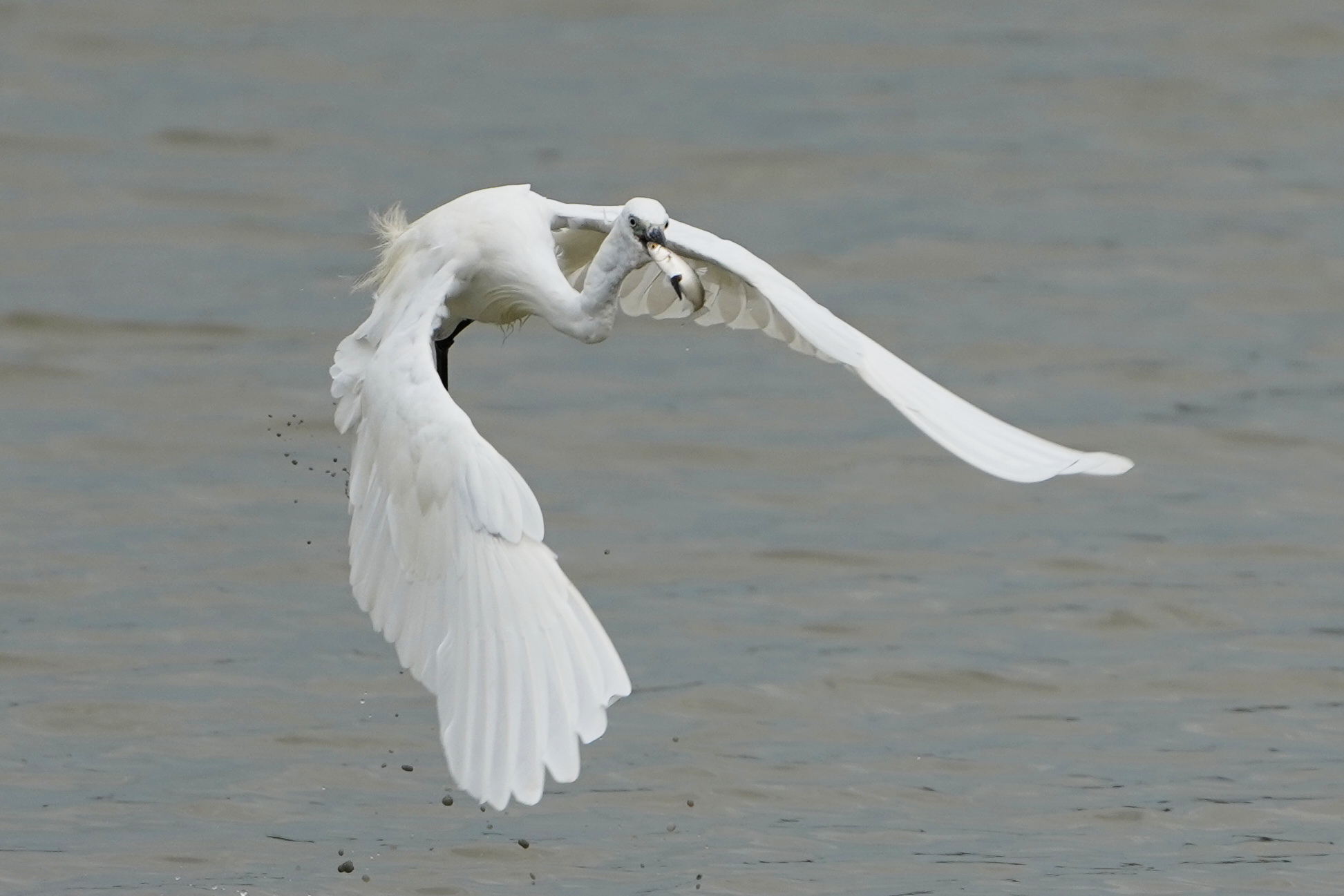 garzetta con la preda