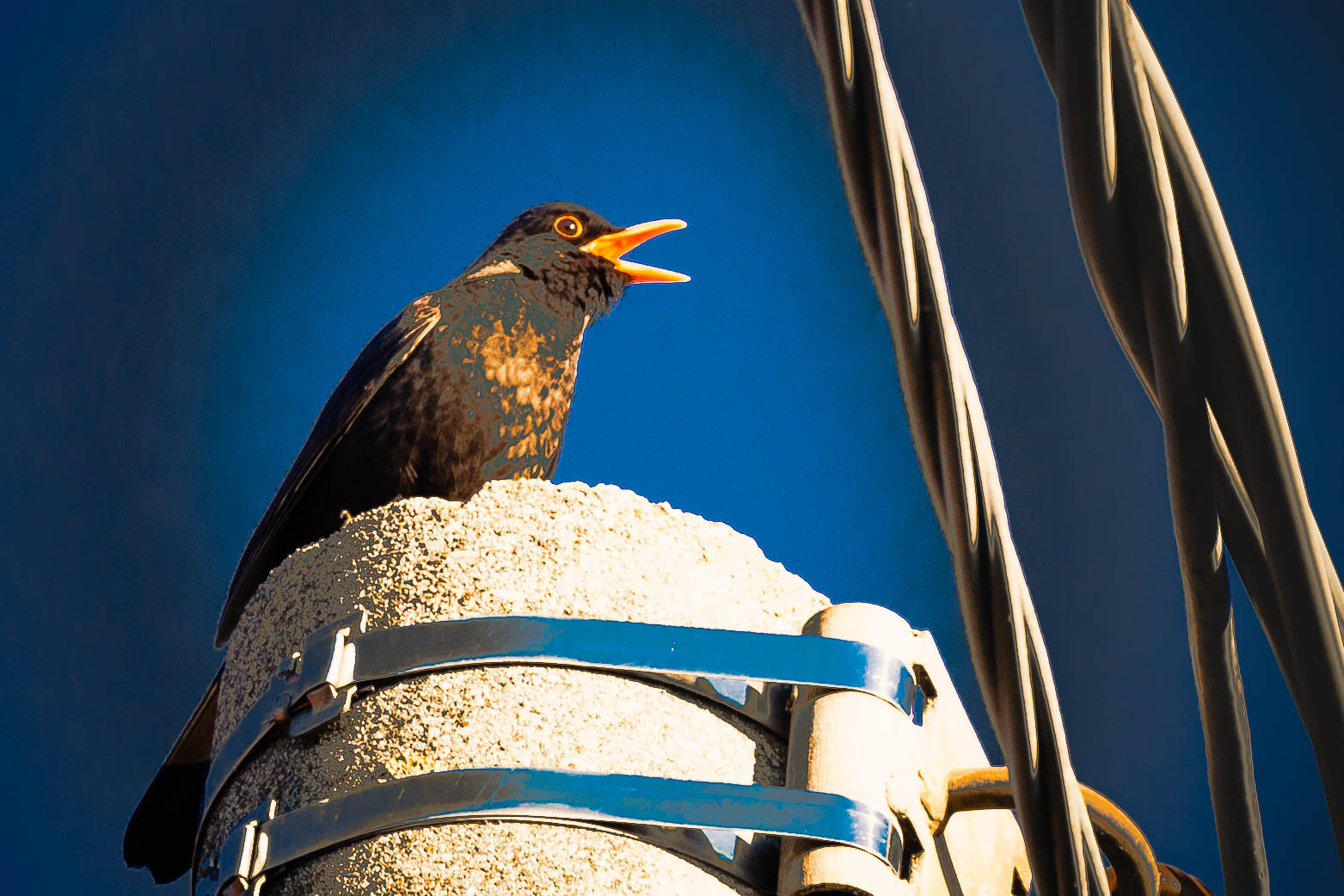 How the blackbird sang