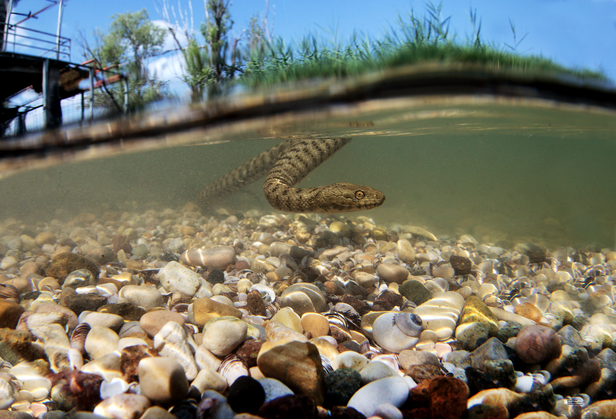 Tasselata e fondale del Garda