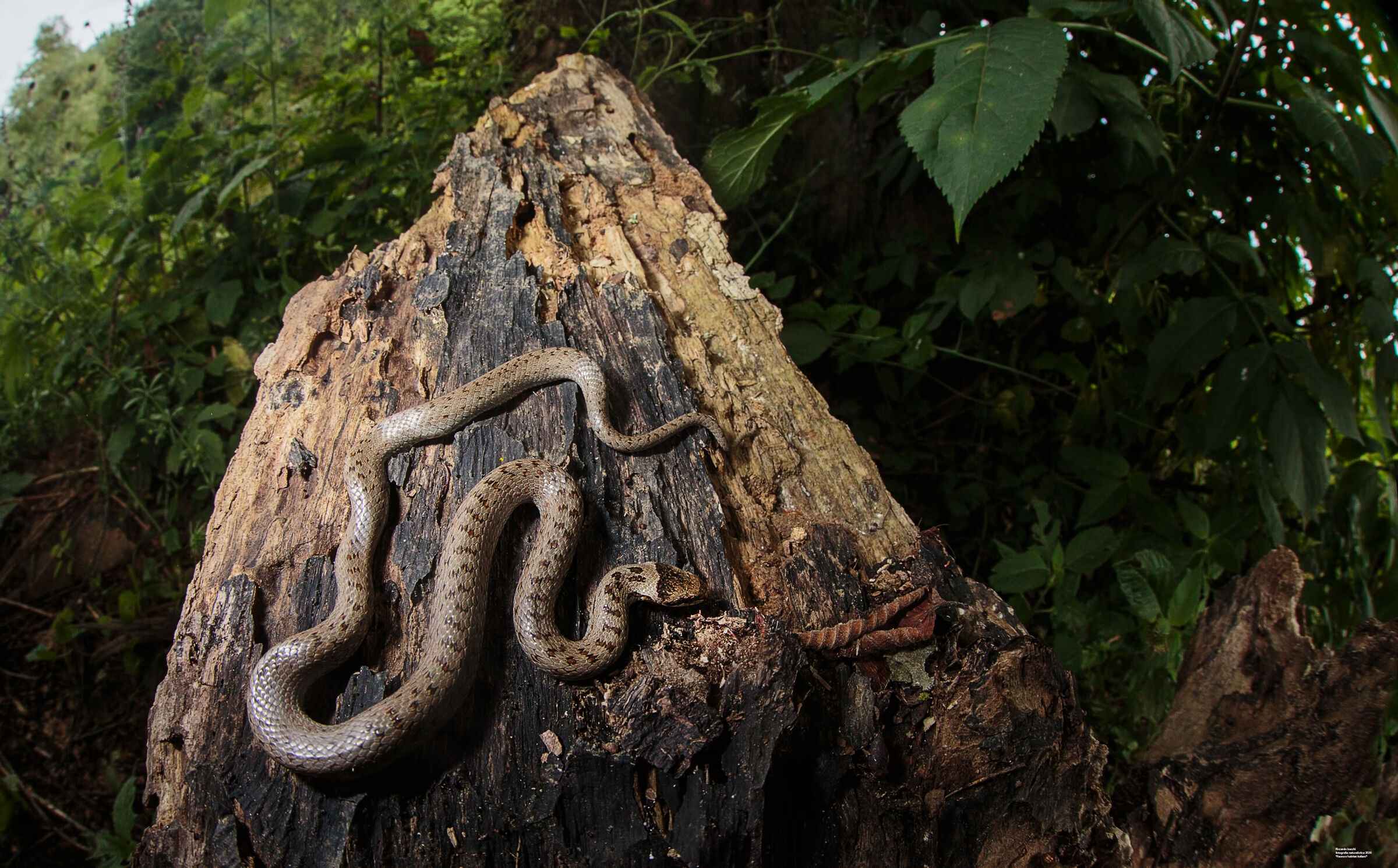 Coronella austriaca e sambuco