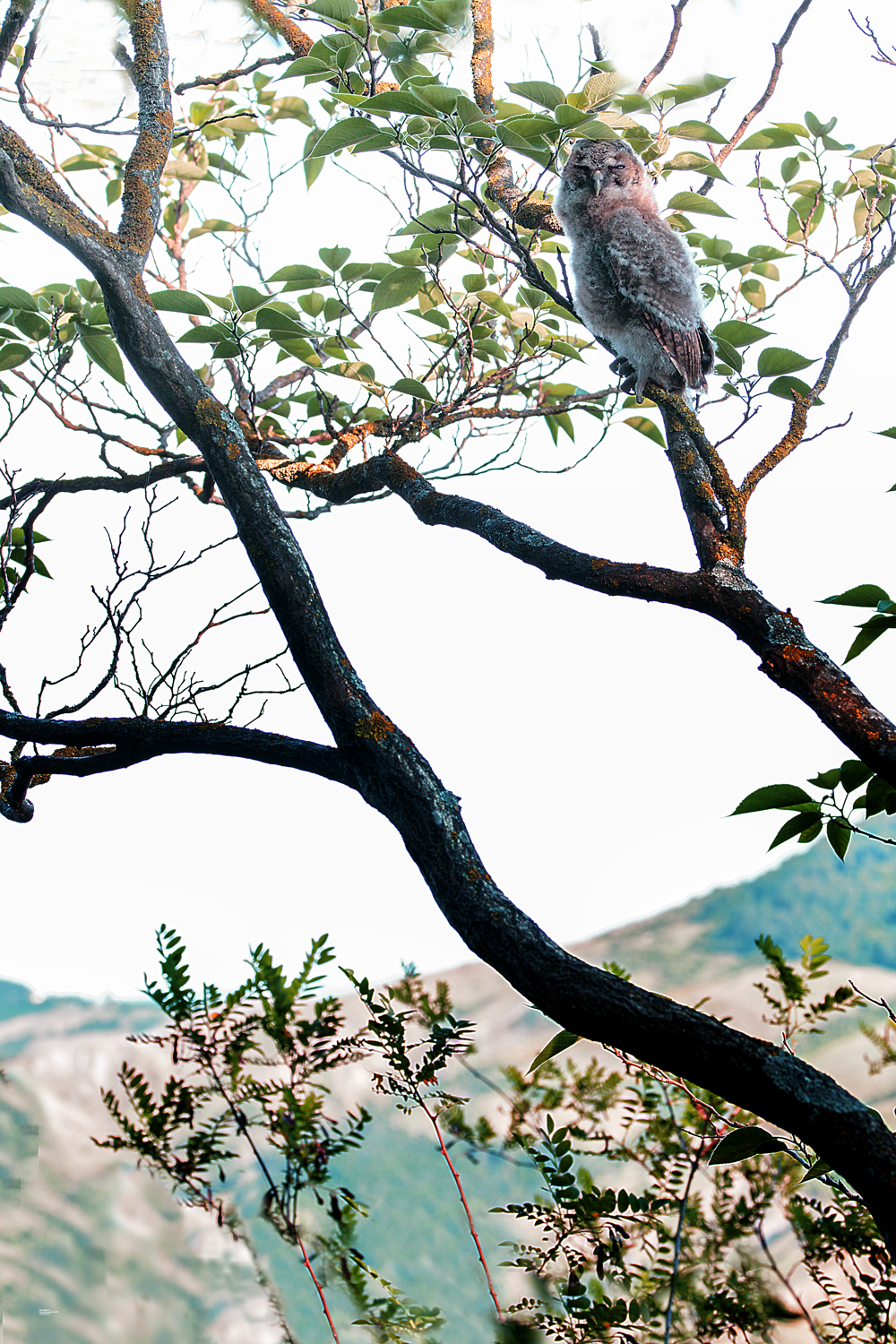 l'albero degli allocchi