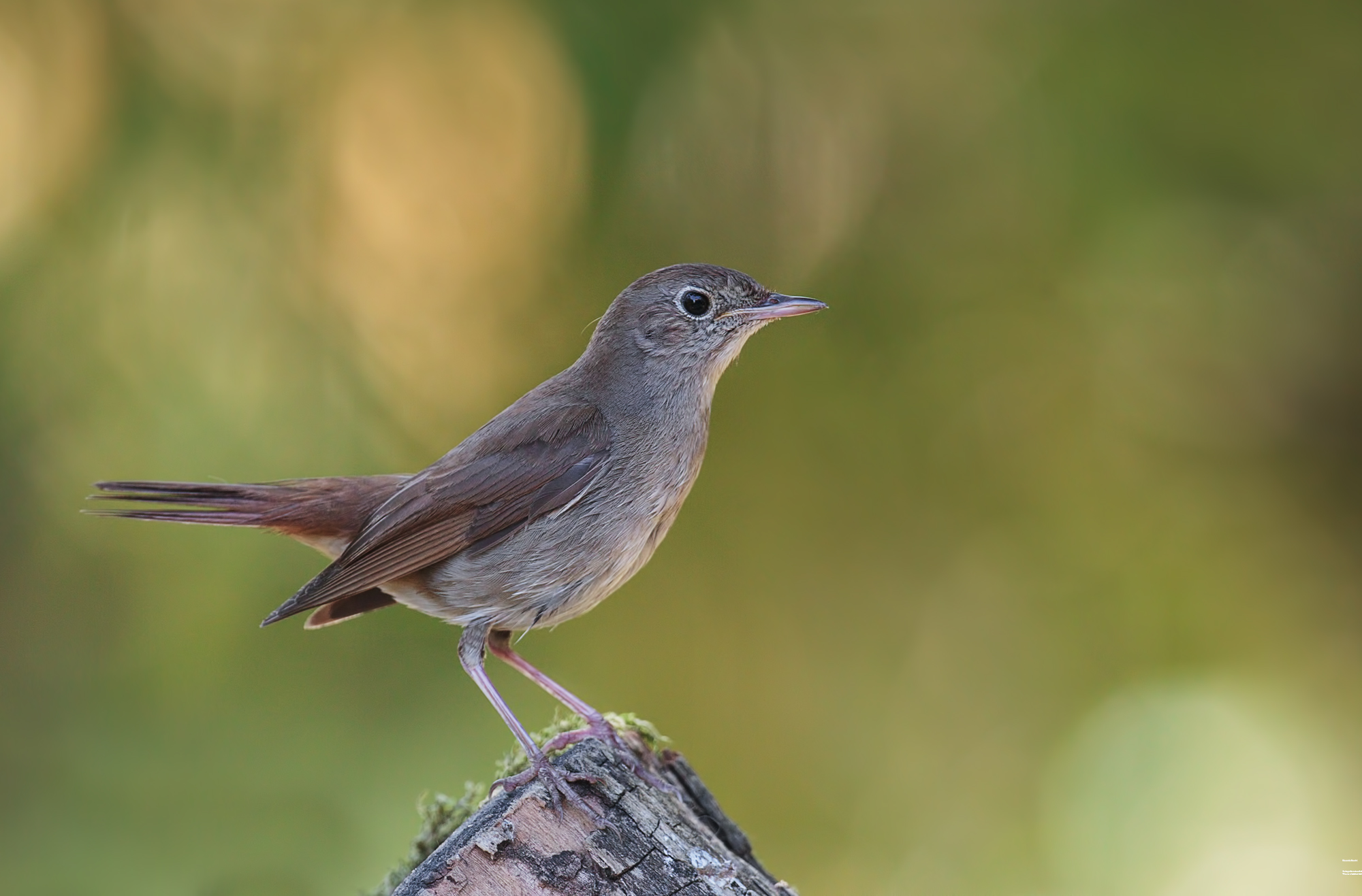 Usignolo, in penombra