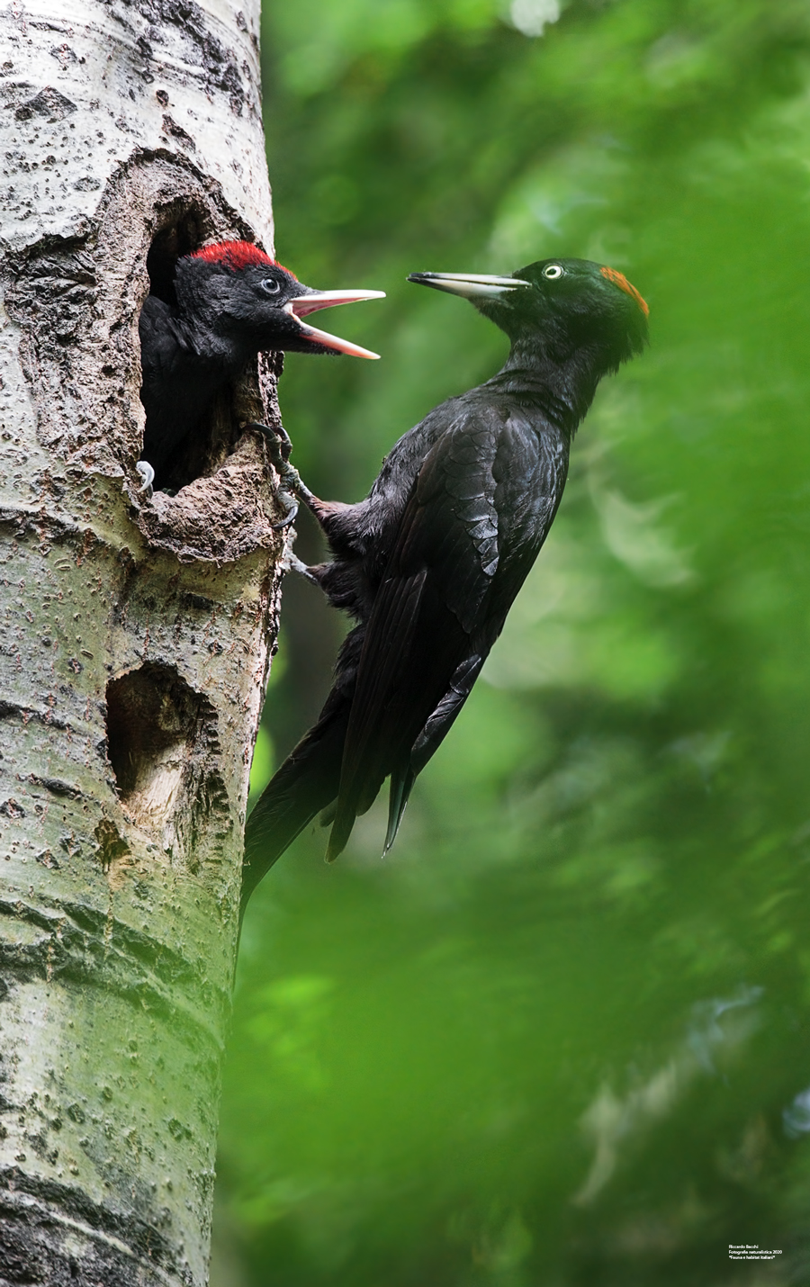 Picchi nero e pioppo bianco